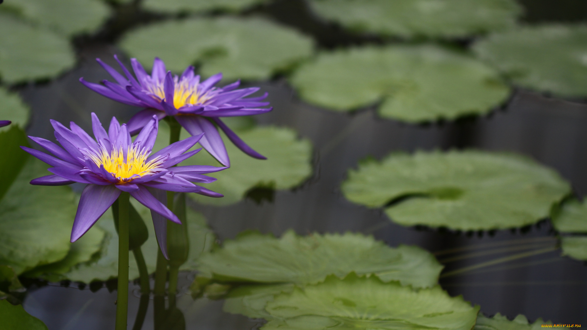 цветы, лилии, водяные, , нимфеи, , кувшинки, цветение, водоем, водяные, лилии, листья, вода