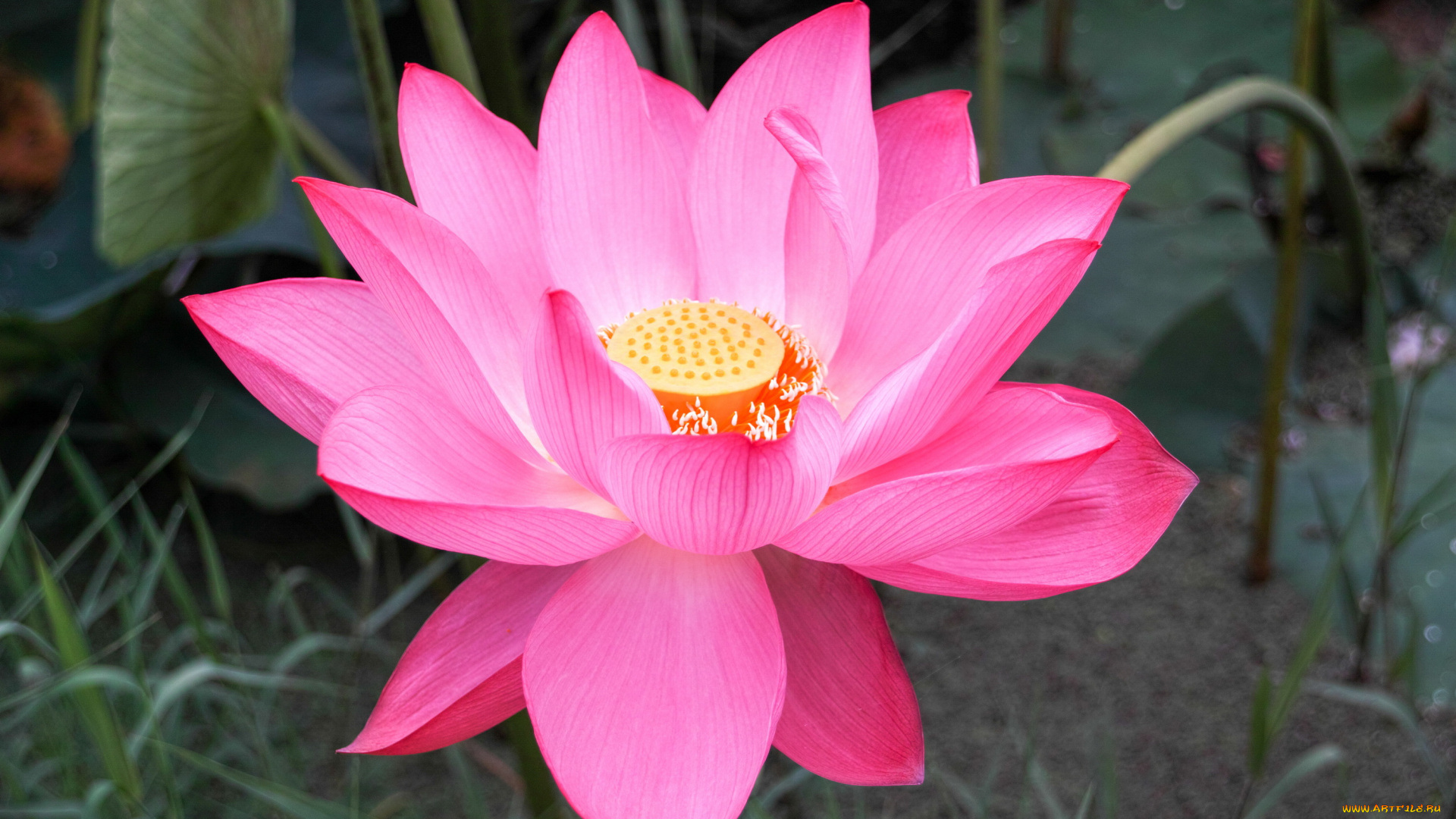 цветы, лотосы, цветок, розовый, лотос