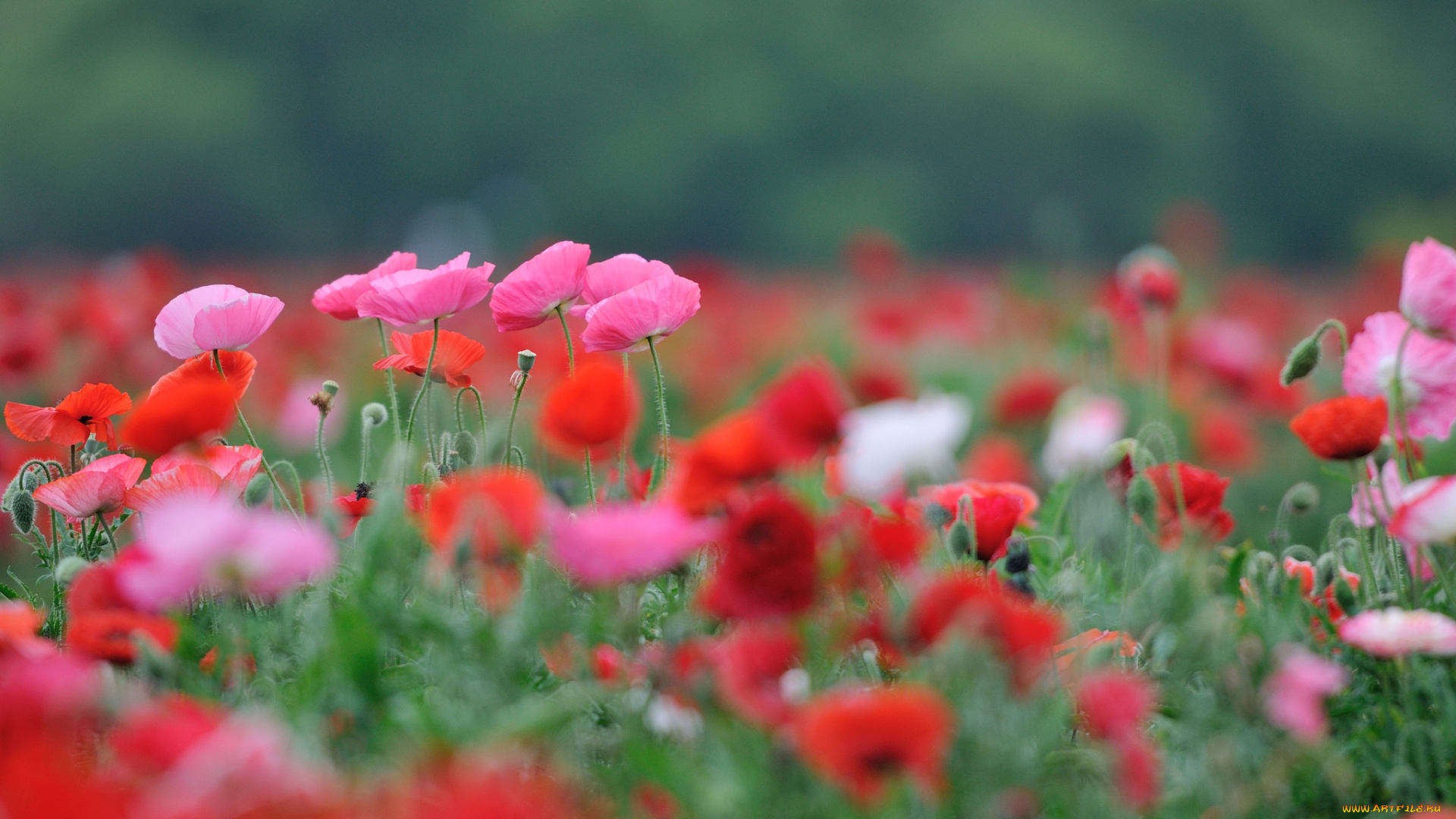 цветы, маки, поле, цветение, красные, розовые