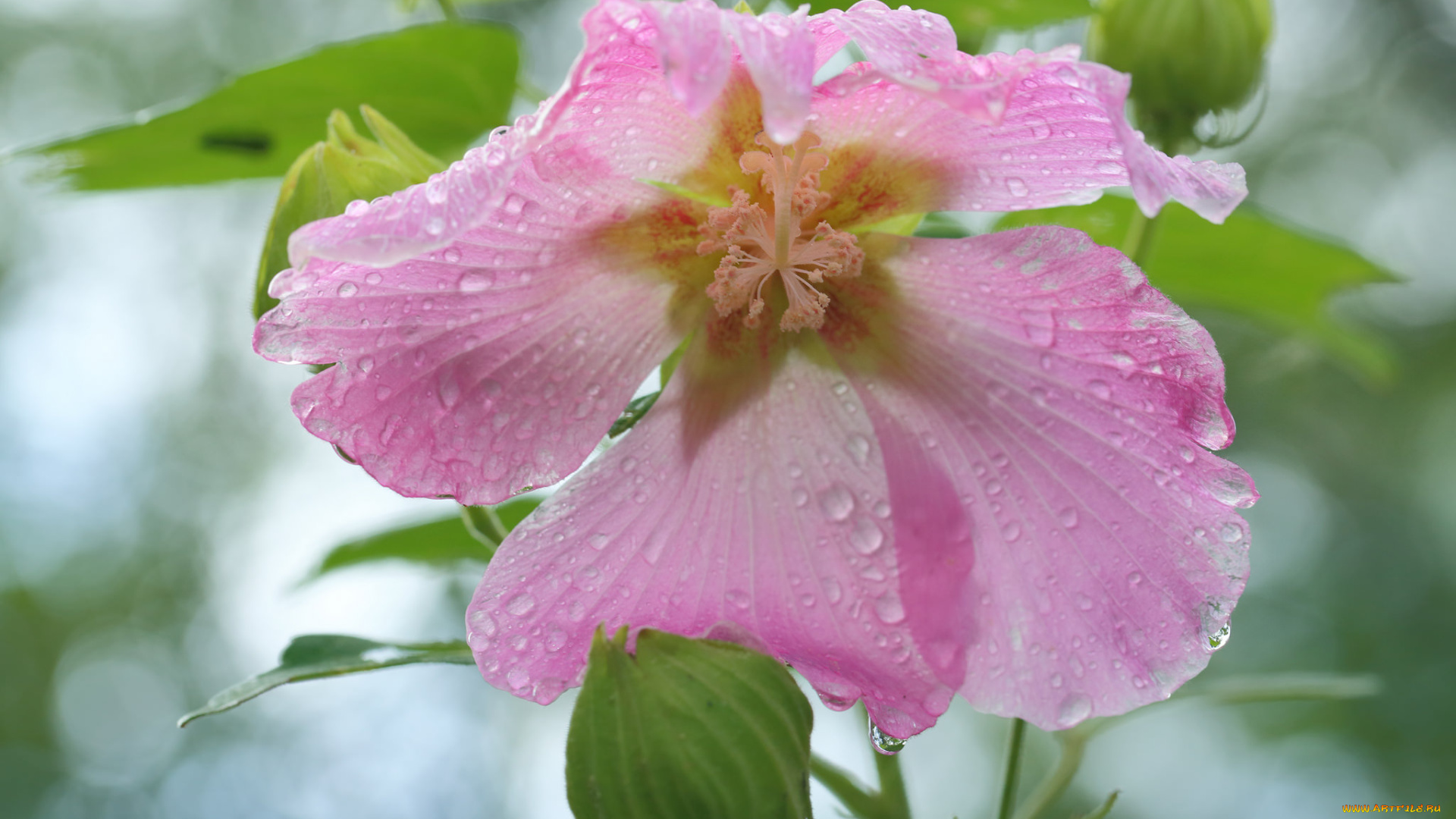 цветы, мальвы, цветение, капли, мальва, листья