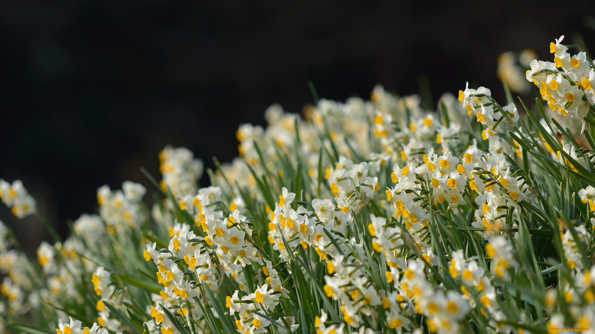 цветы, нарциссы, цветение, весна, полянка
