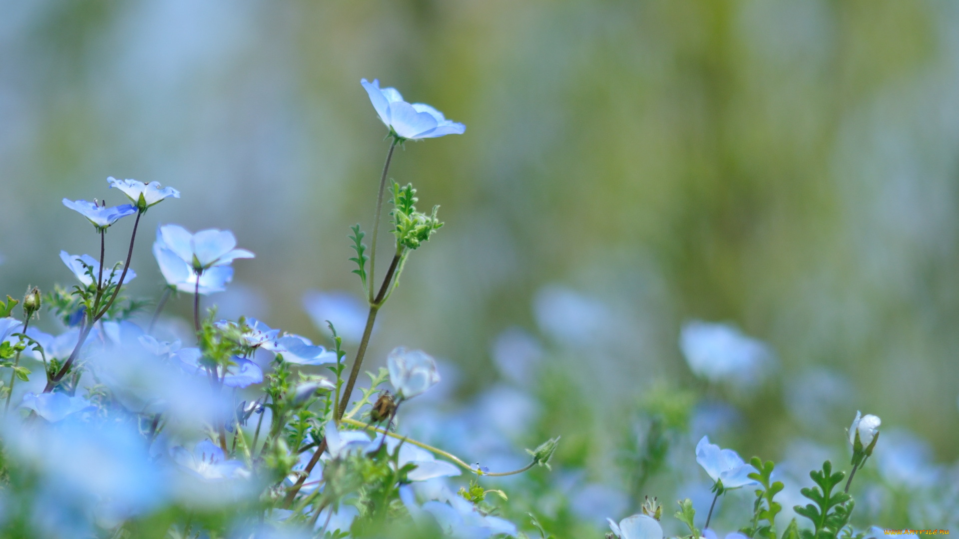 цветы, немофилы, , вероники, немофила, цветение