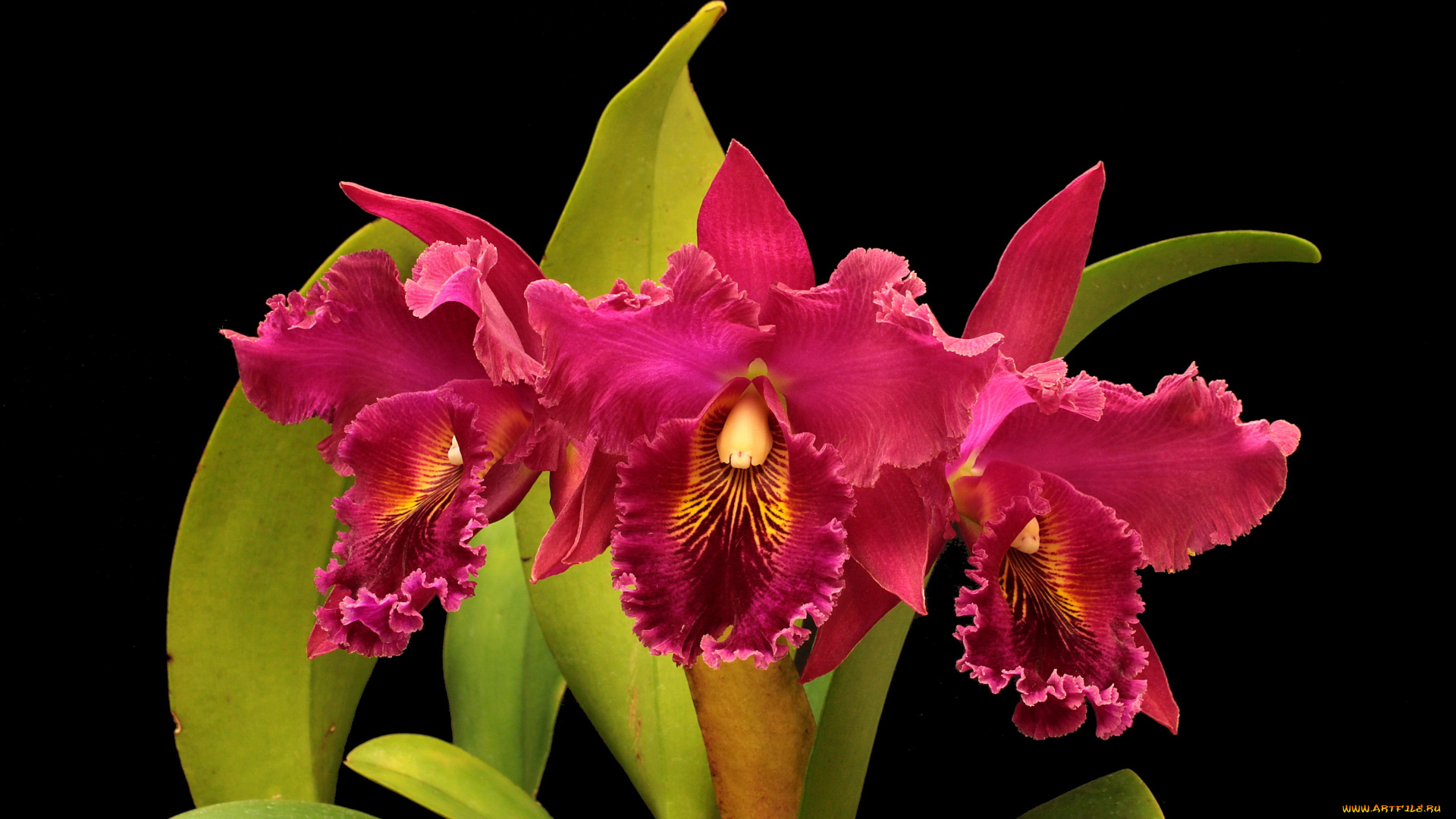 цветы, орхидеи, красные