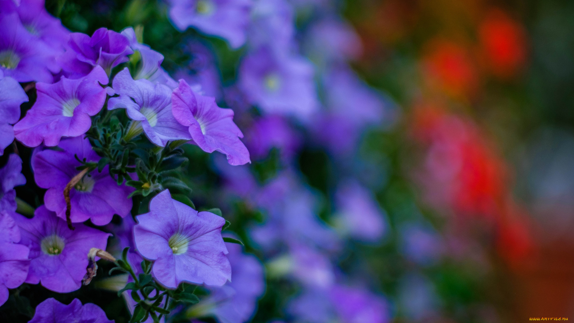 цветы, петунии, , калибрахоа, петуния, синяя, цветение