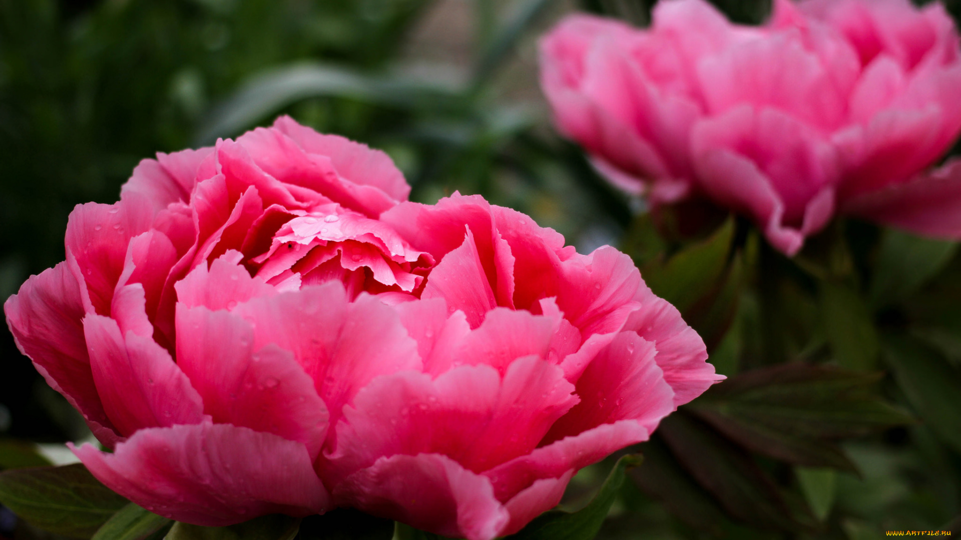 цветы, пионы, цветок, пион, цветение, капли