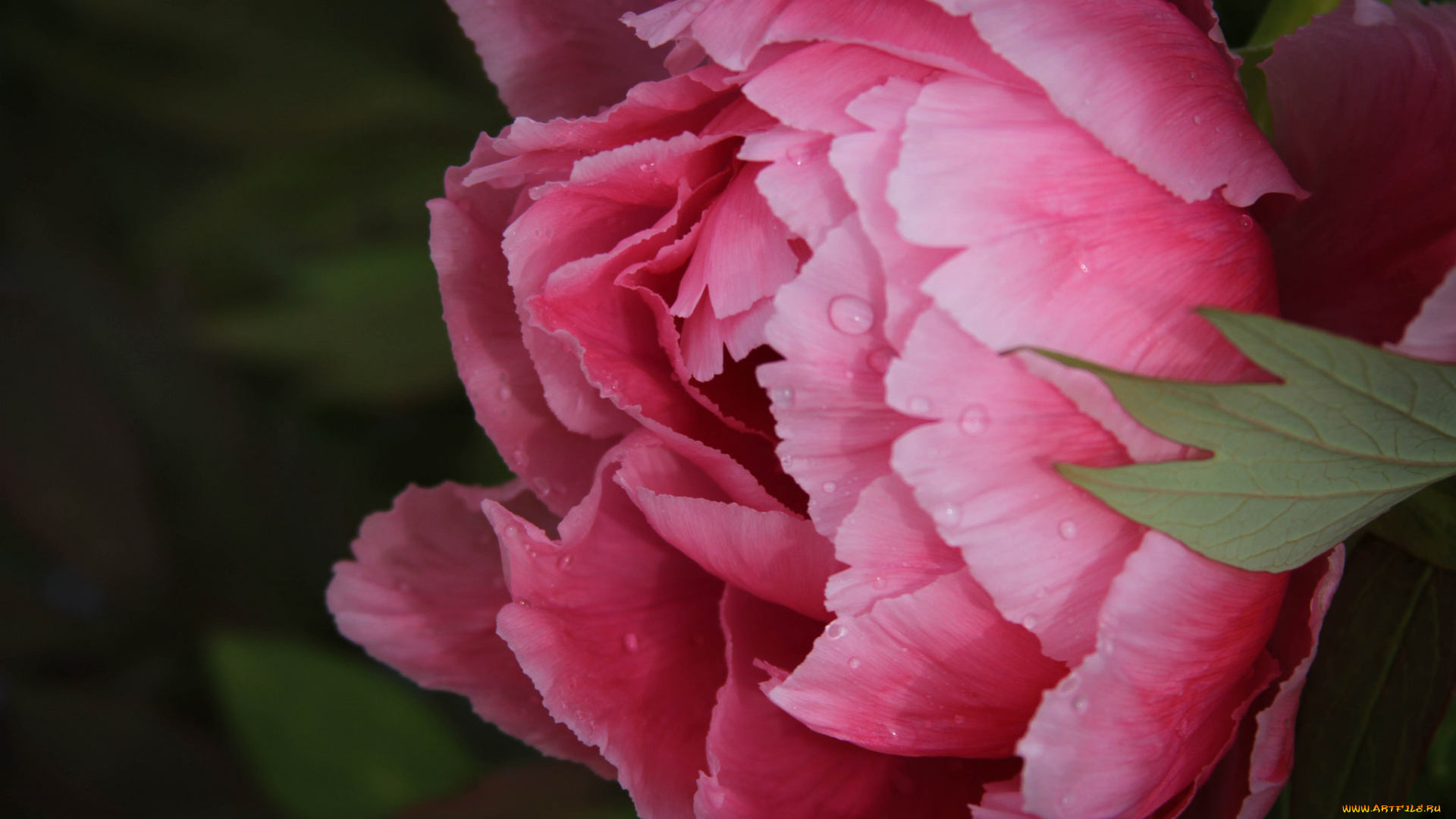 цветы, пионы, цветок, пион, цветение, капли