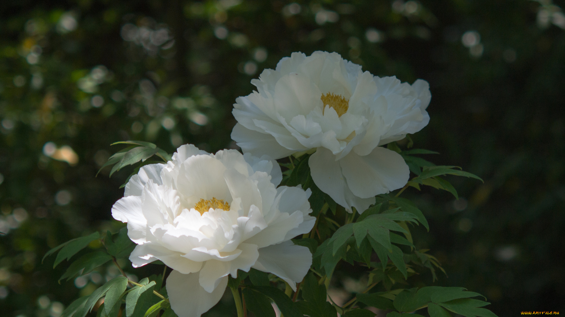 цветы, пионы, куст, листья, цветение, белые
