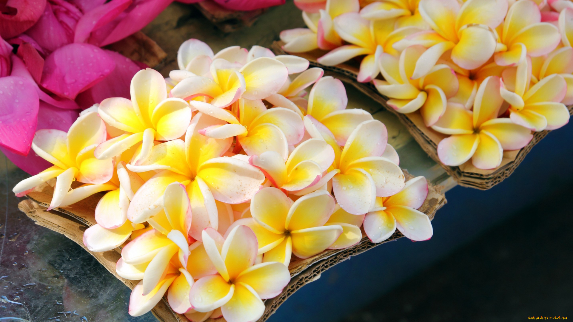 цветы, плюмерия, коробочка, капельки, box, flowers, drops