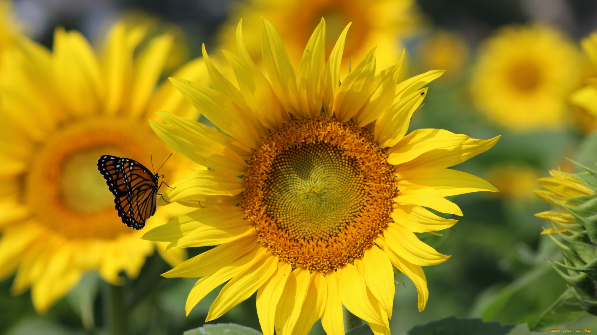 цветы, подсолнухи, жёлтый, подсолнух, бабочка