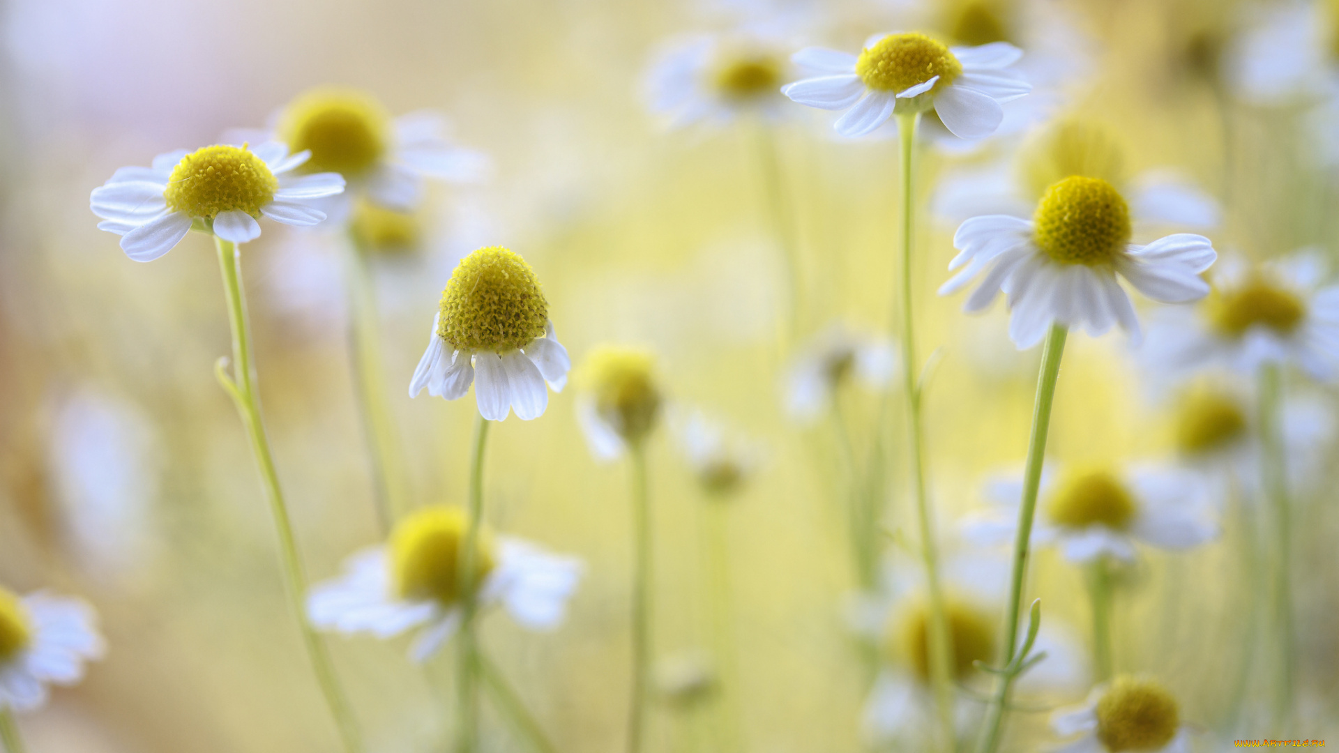 цветы, ромашки, цветение, белые
