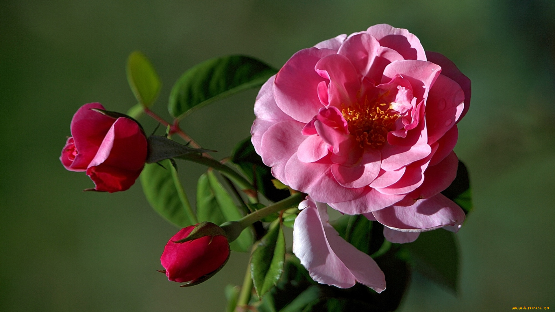 цветы, розы, бутоны