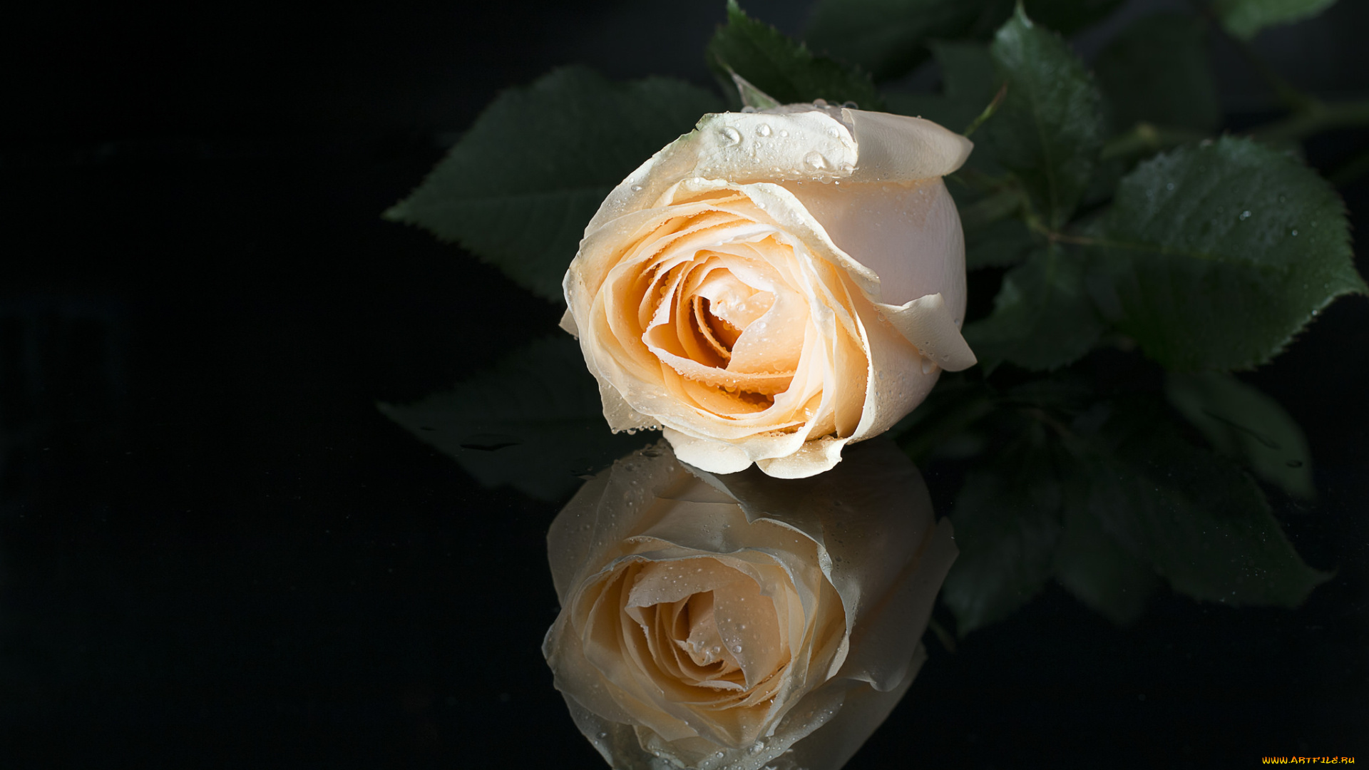 цветы, розы, цветение, роза, бутон, bloom, rose