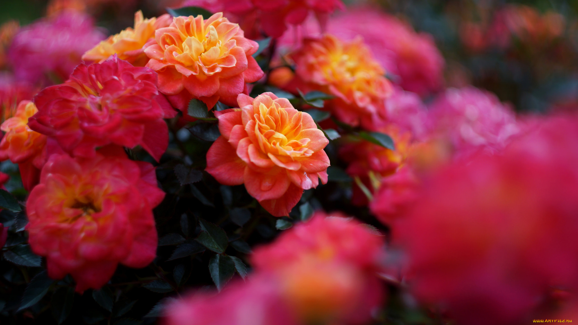 цветы, розы, роза, бутон, цветение