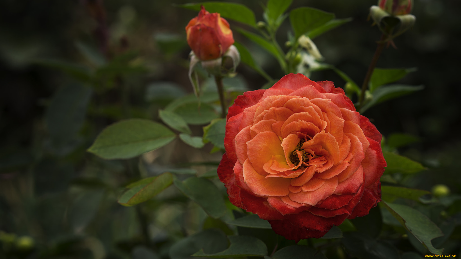 цветы, розы, роза, бутон, цветение, ярко