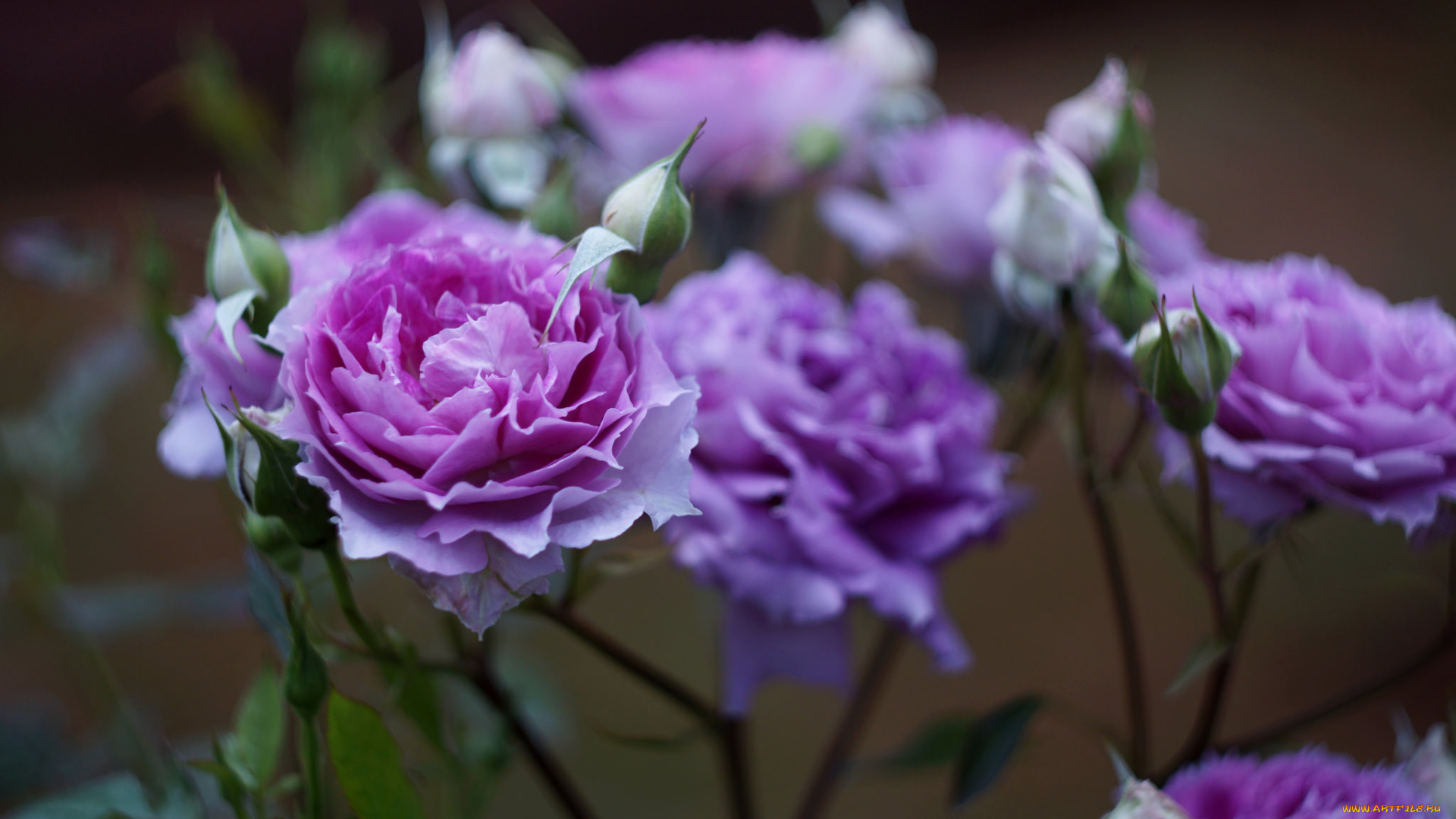 цветы, розы, роза, цветение