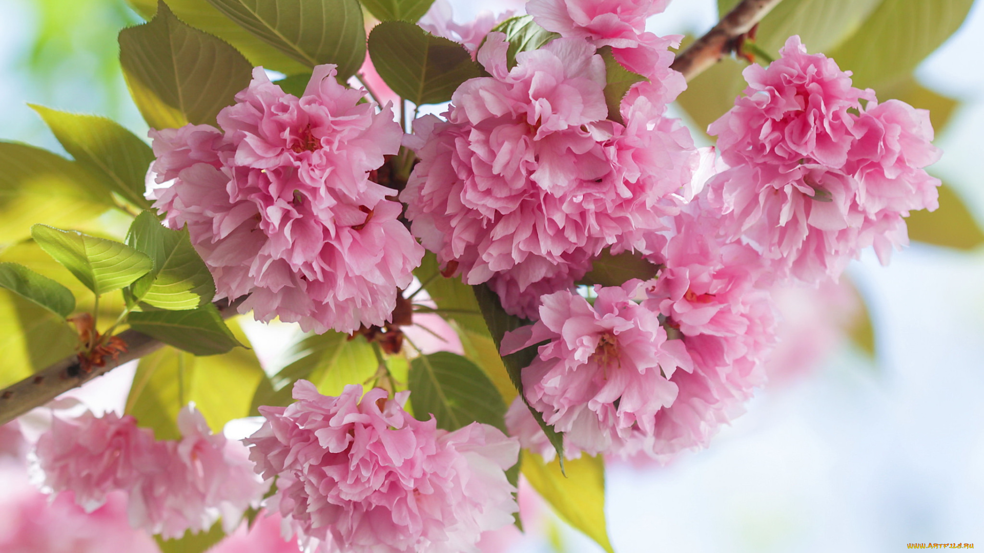 цветы, сакура, , вишня, листья, дерево