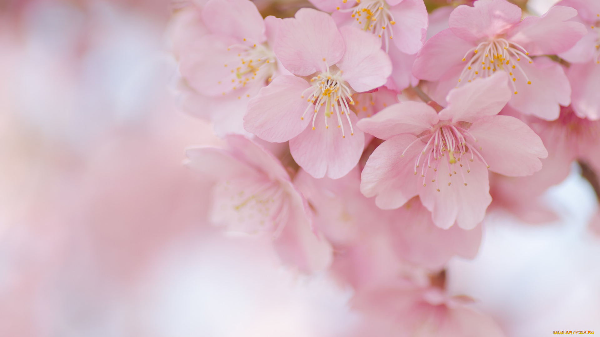 цветы, сакура, , вишня, ветки, дерево