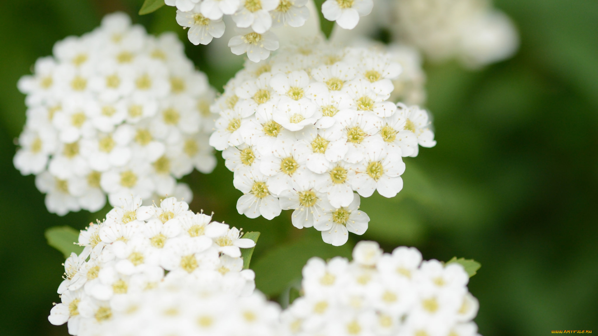 цветы, таволга, , спирея, , лабазник, цветение