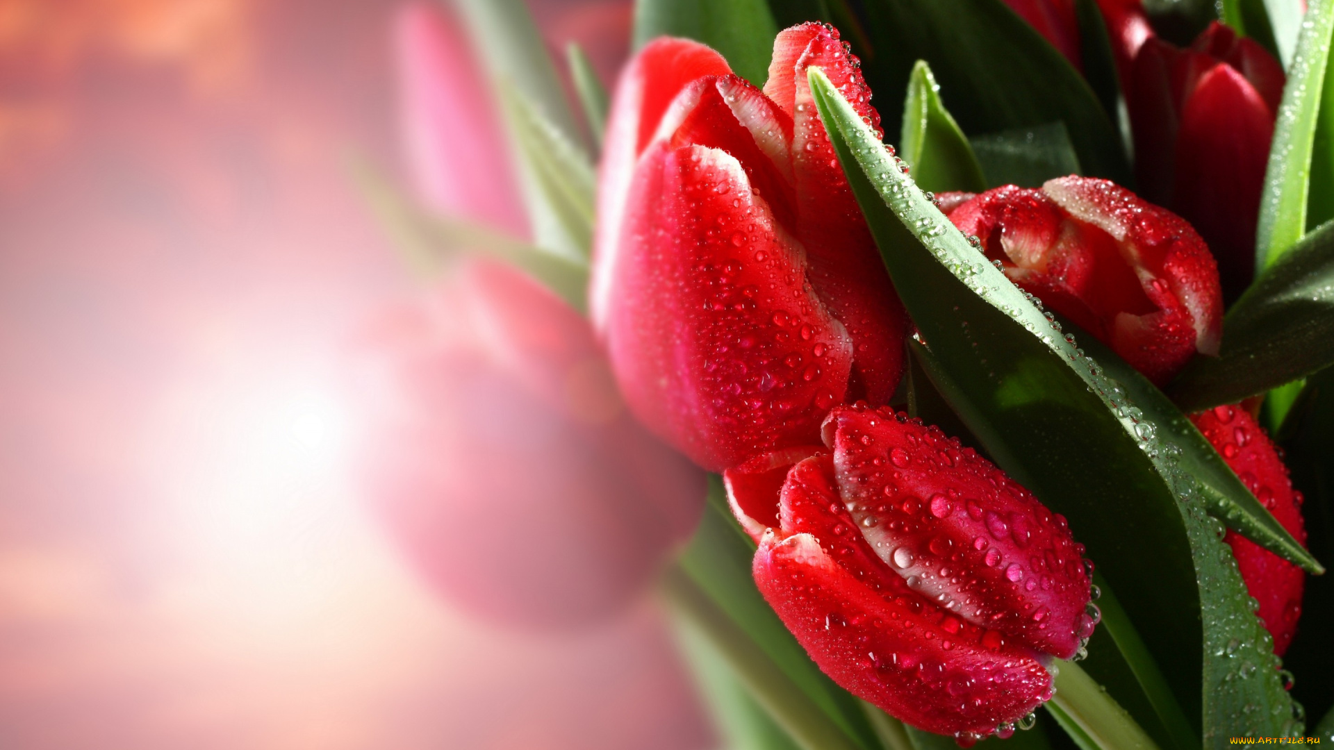 цветы, тюльпаны, листья