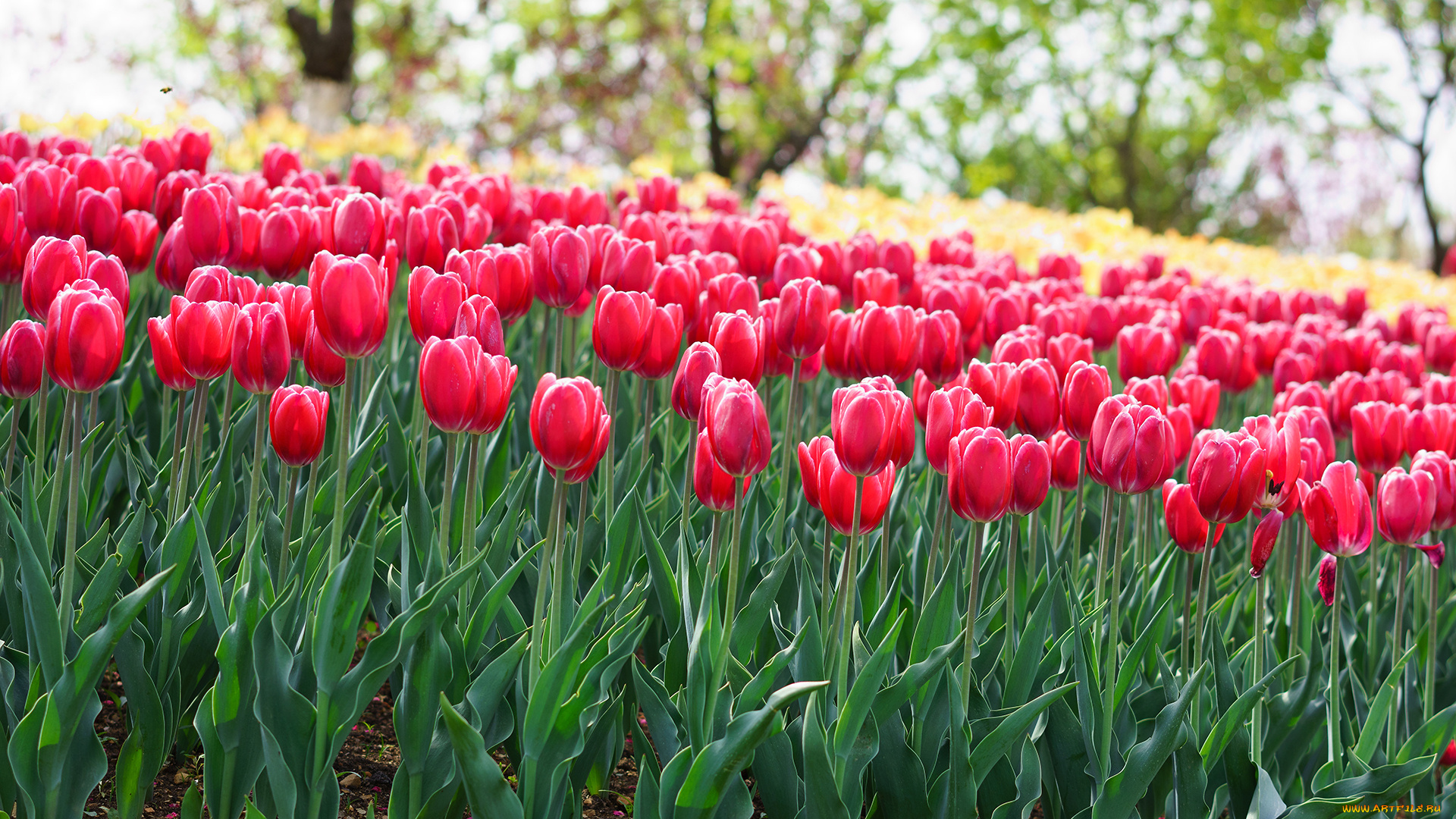 цветы, тюльпаны, розовые, весна, клумба, ярко