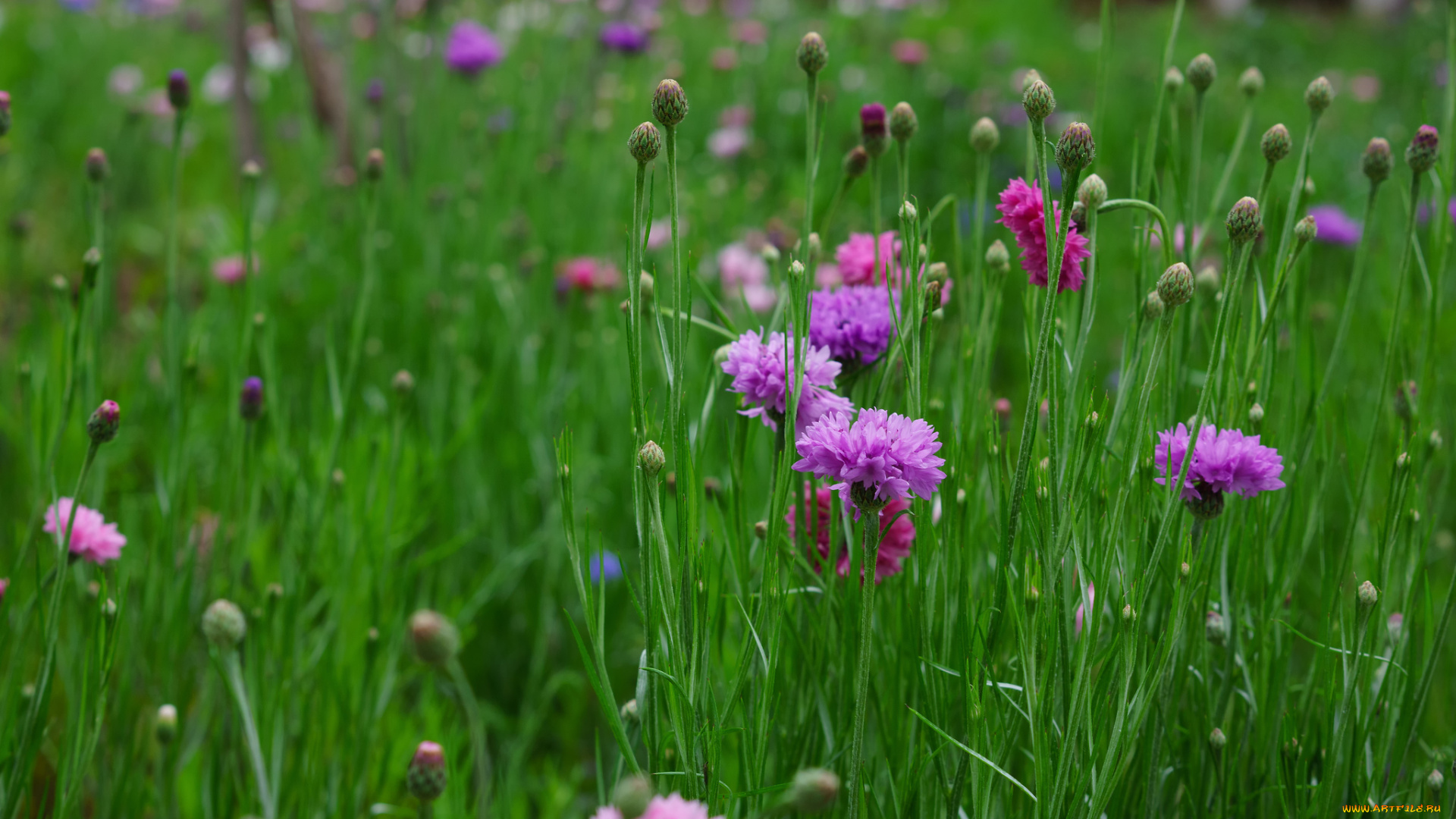 цветы, васильки, цветение, листики