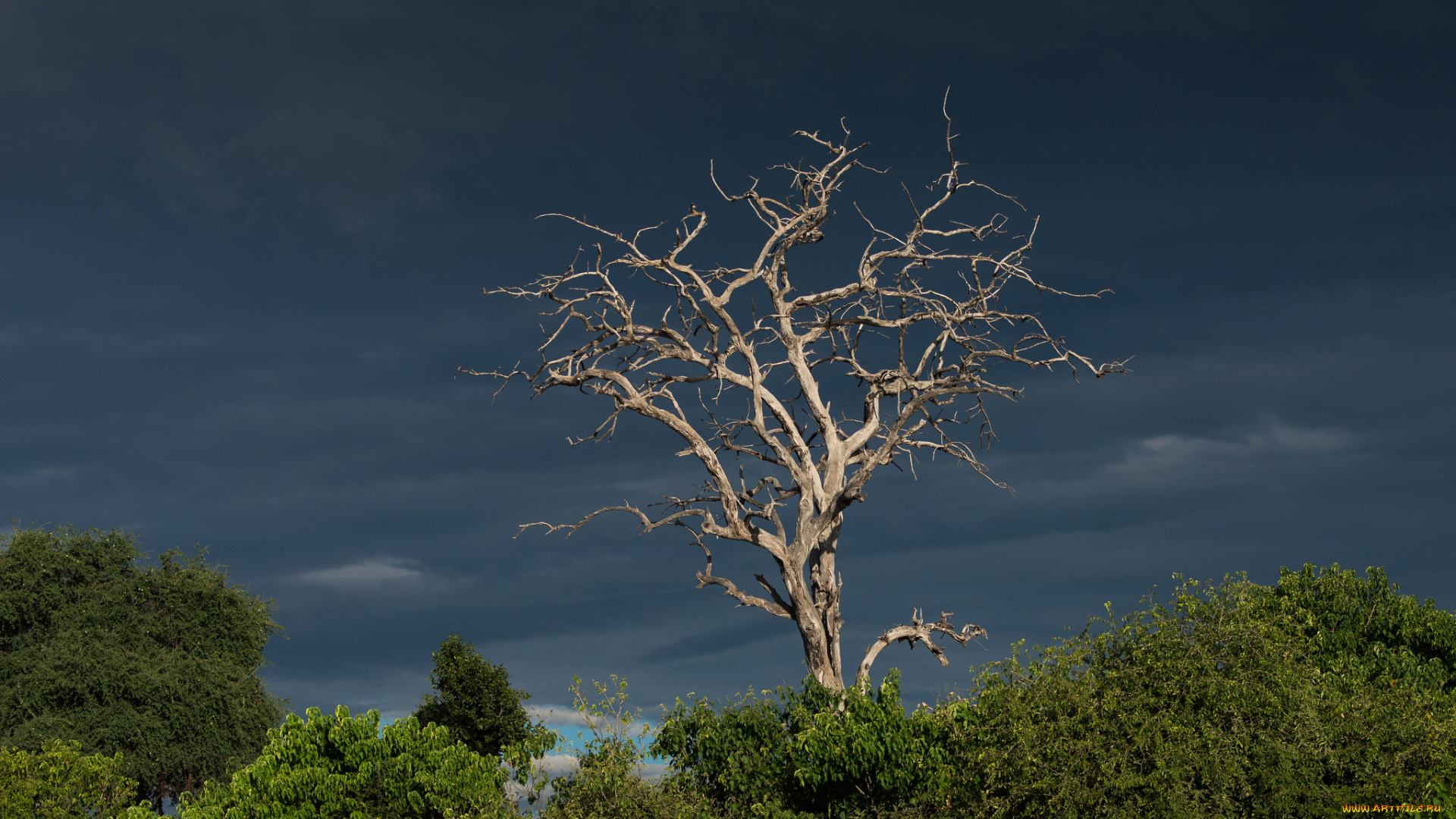 природа, деревья, небо, ветки, корявое, сухое, дерево, кусты, тучи