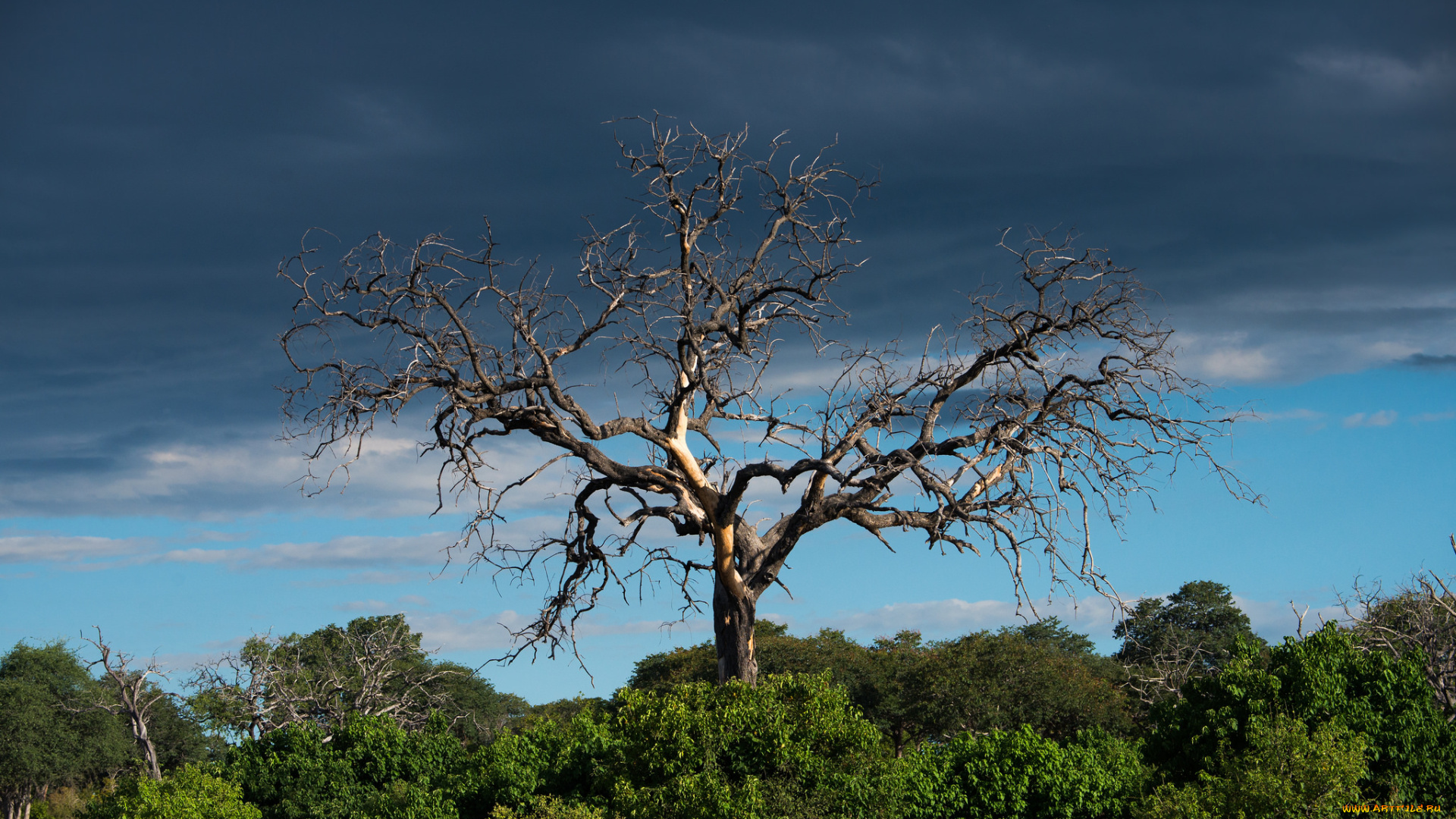 природа, деревья, ветки, корявое, сухое, дерево, кусты, тучи, облака, небо