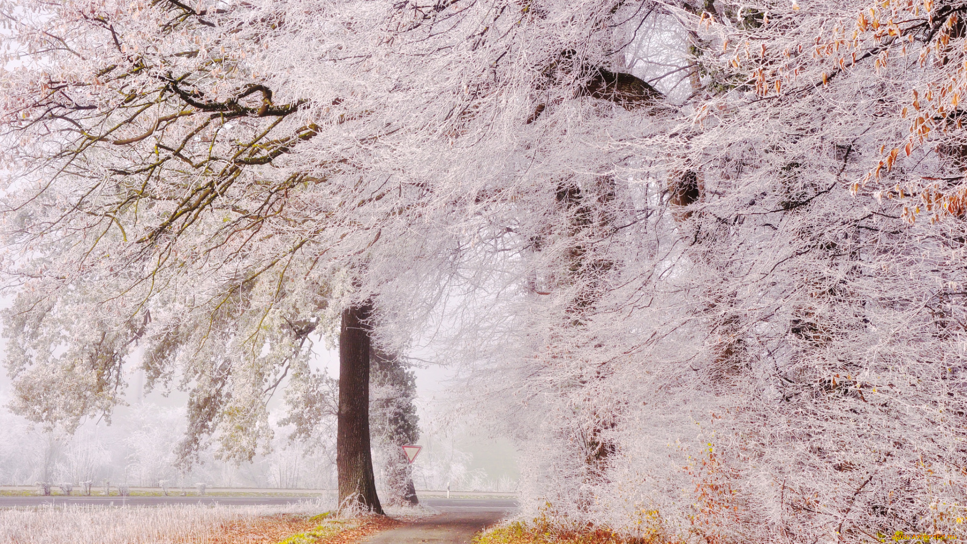 природа, дороги, иней, деревья, дорога, парк, осень