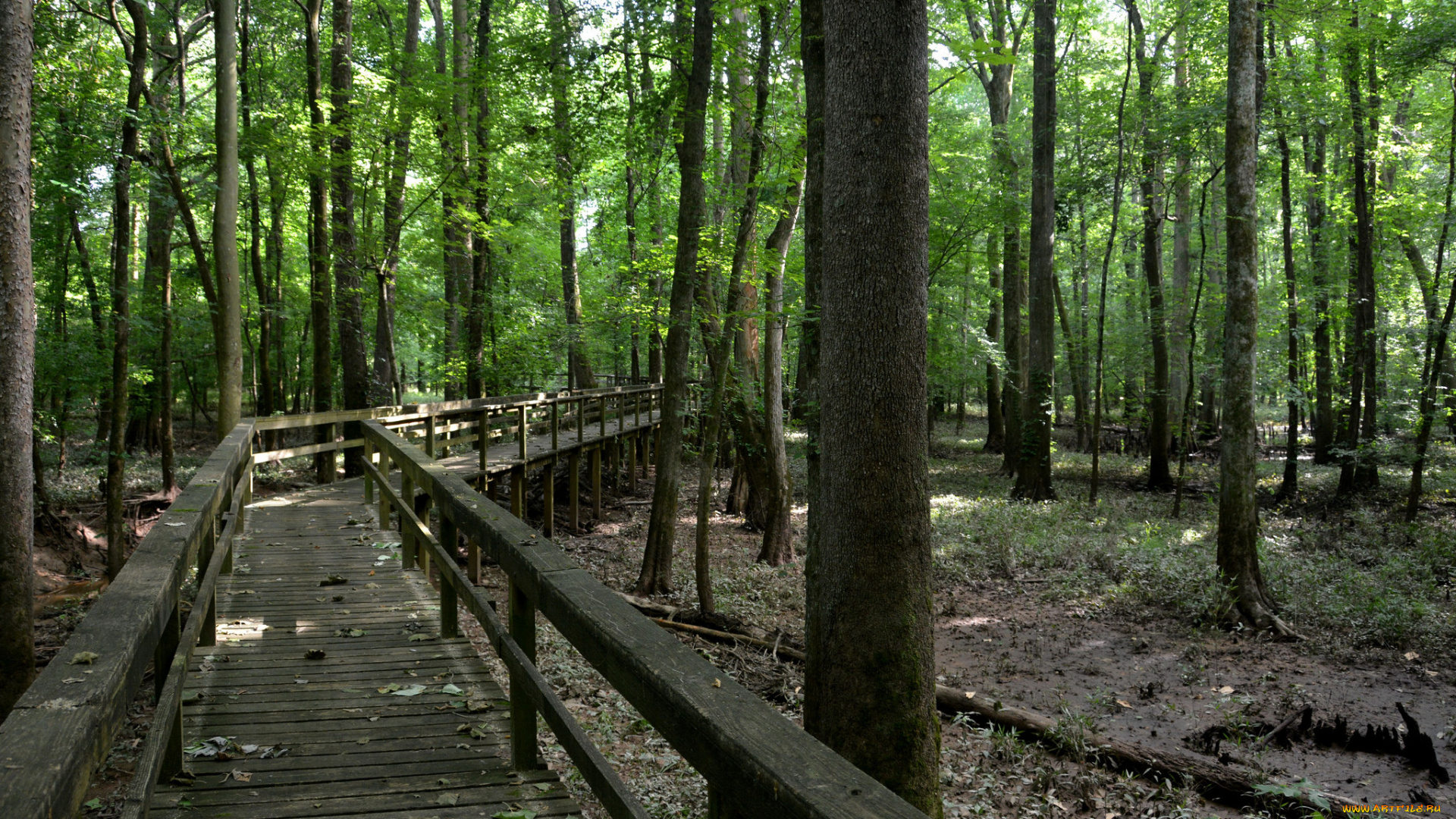 природа, дороги, лес, дорожка, мостик, деревянный, зелень, деревья