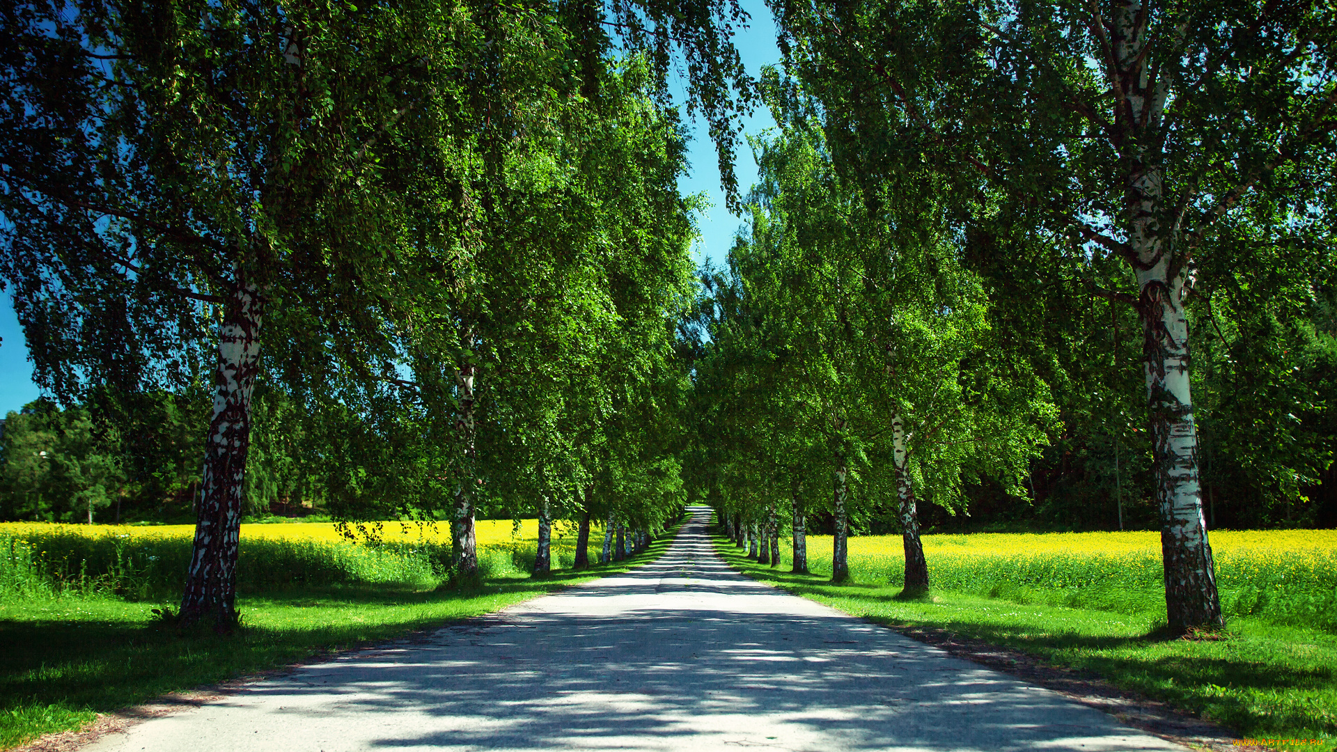 природа, дороги, норвегия, лето, дорога, поля, рапс, деревья, берёзы, тени, небо