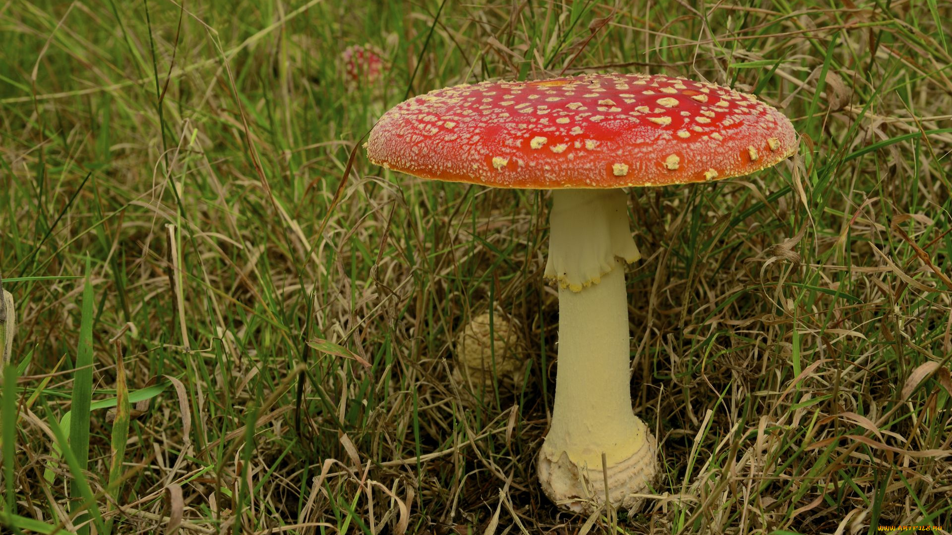 природа, грибы, , мухомор, трава, гриб, мухомор