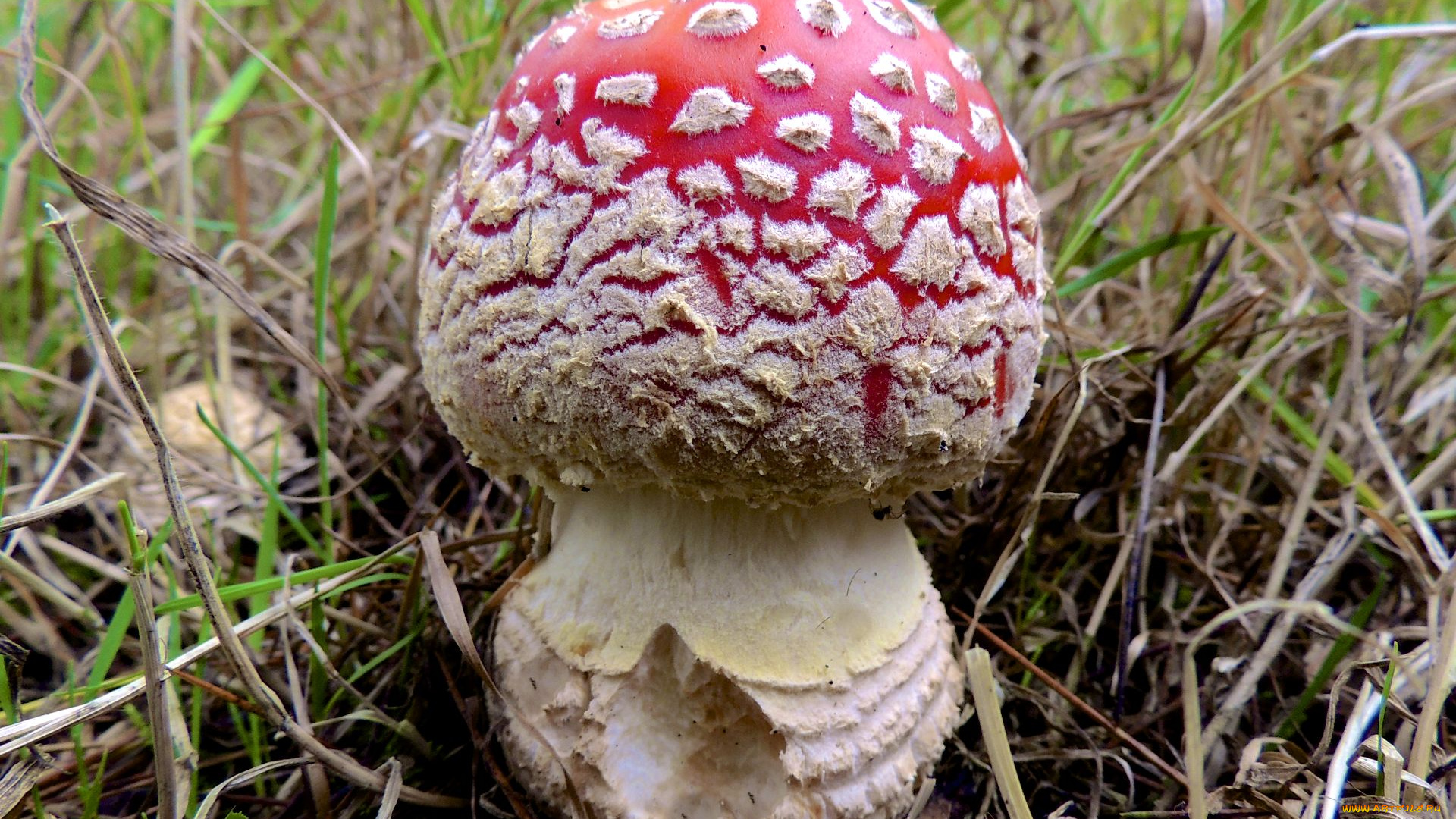 природа, грибы, , мухомор, трава, гриб, мухомор