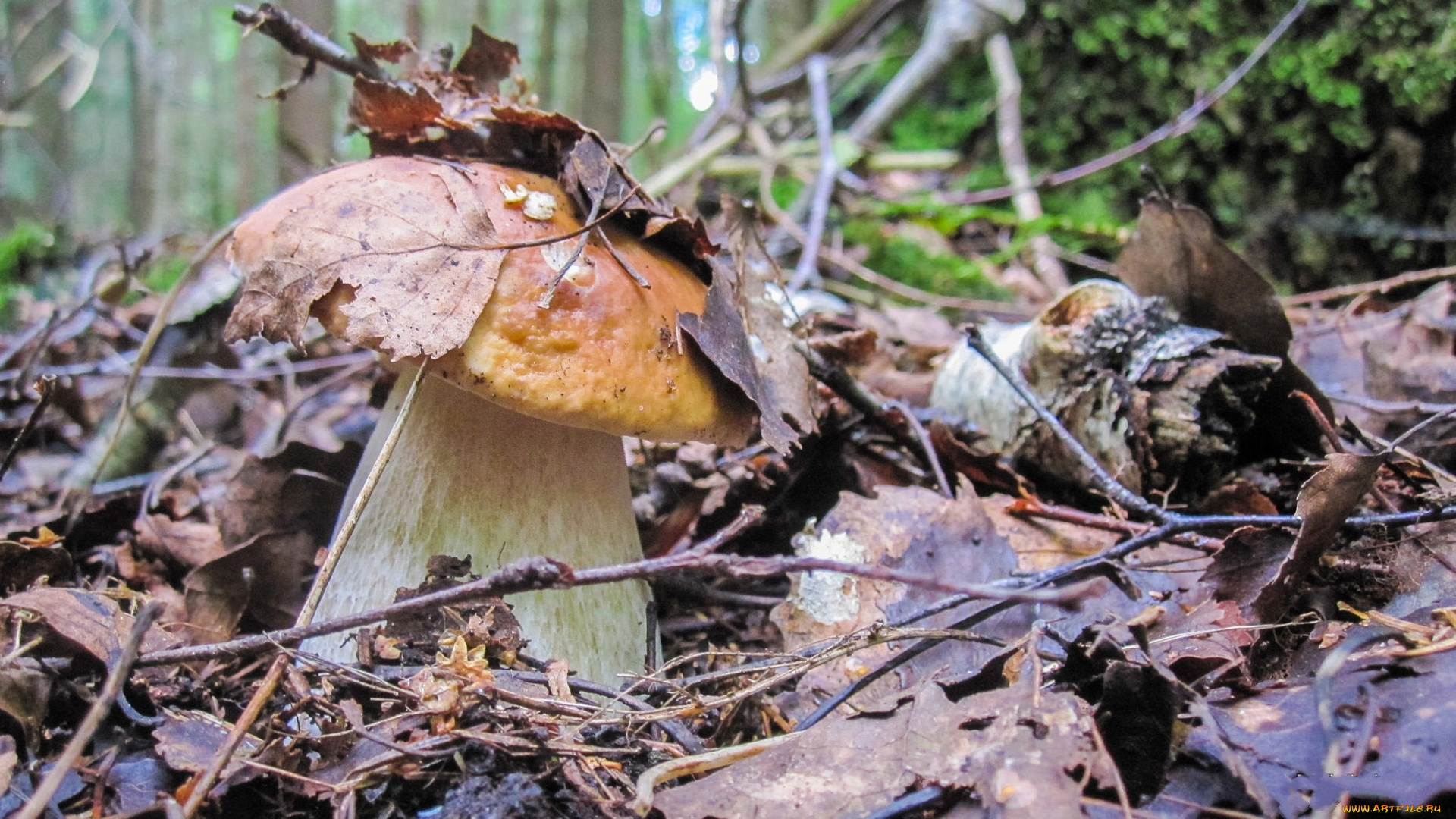 природа, грибы, боровик, осень, лес
