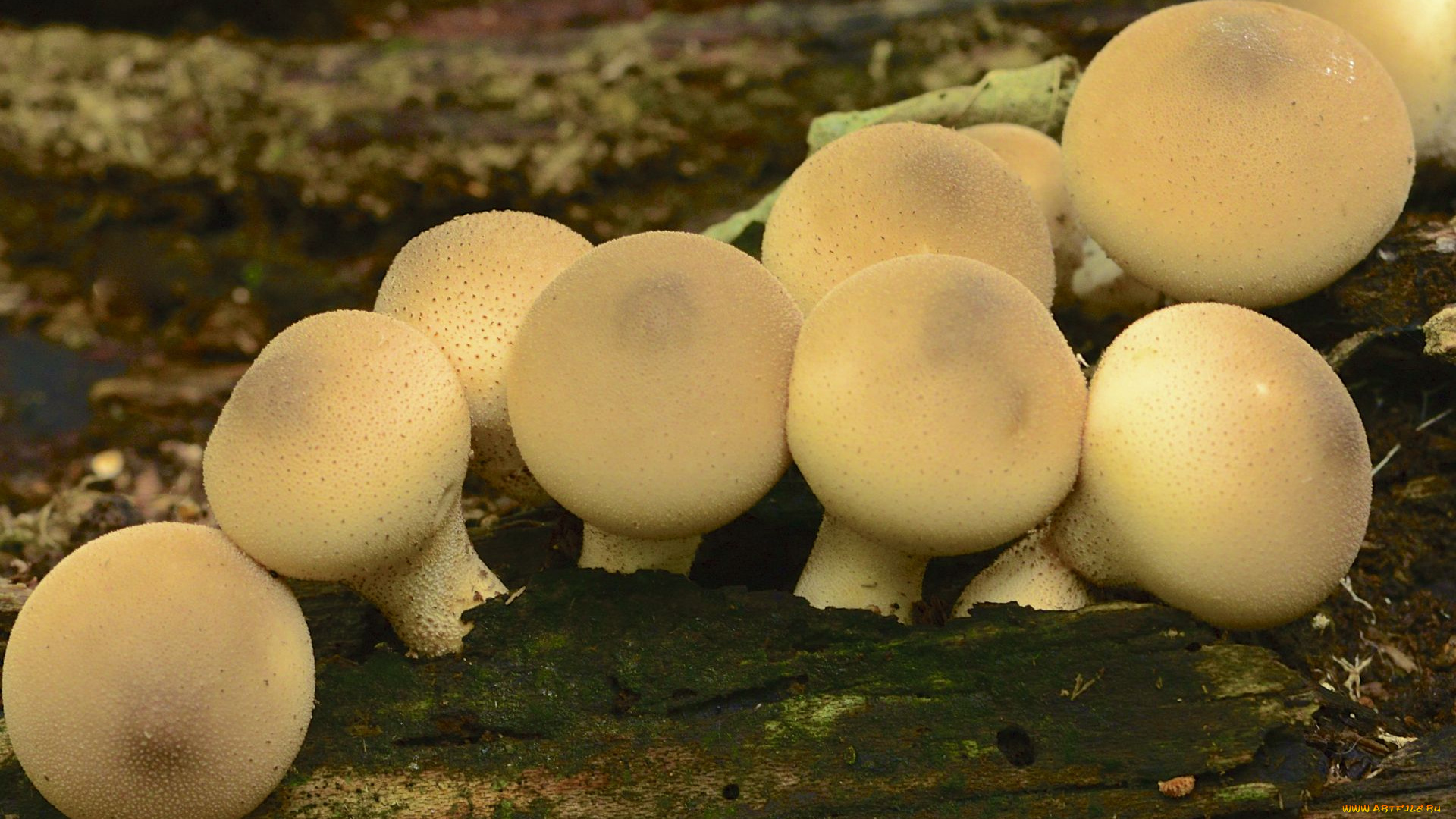 природа, грибы, дождевики