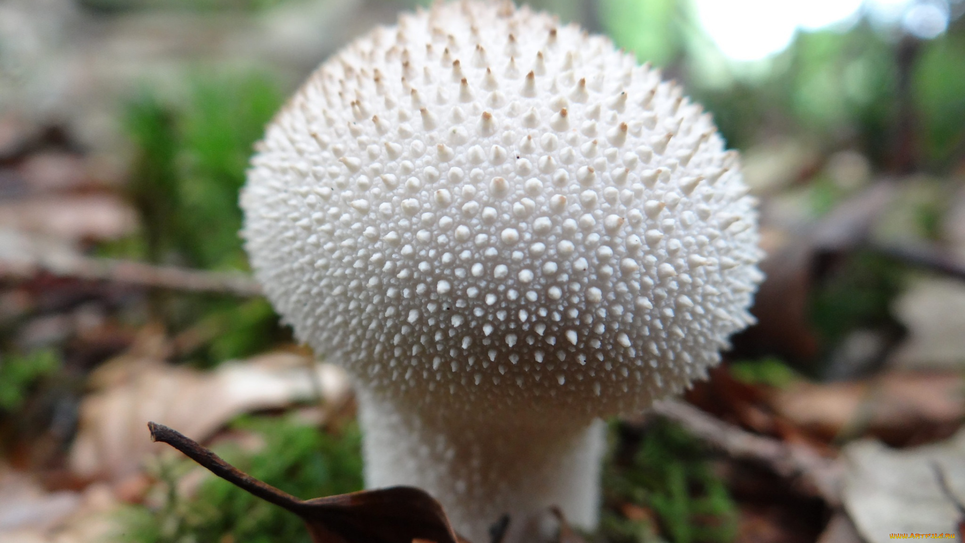 природа, грибы, гриб, белый, дождевик, шипастый