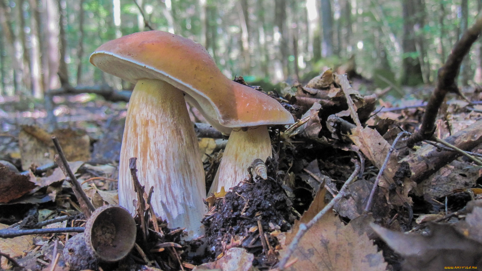 природа, грибы, лес, осень, боровик