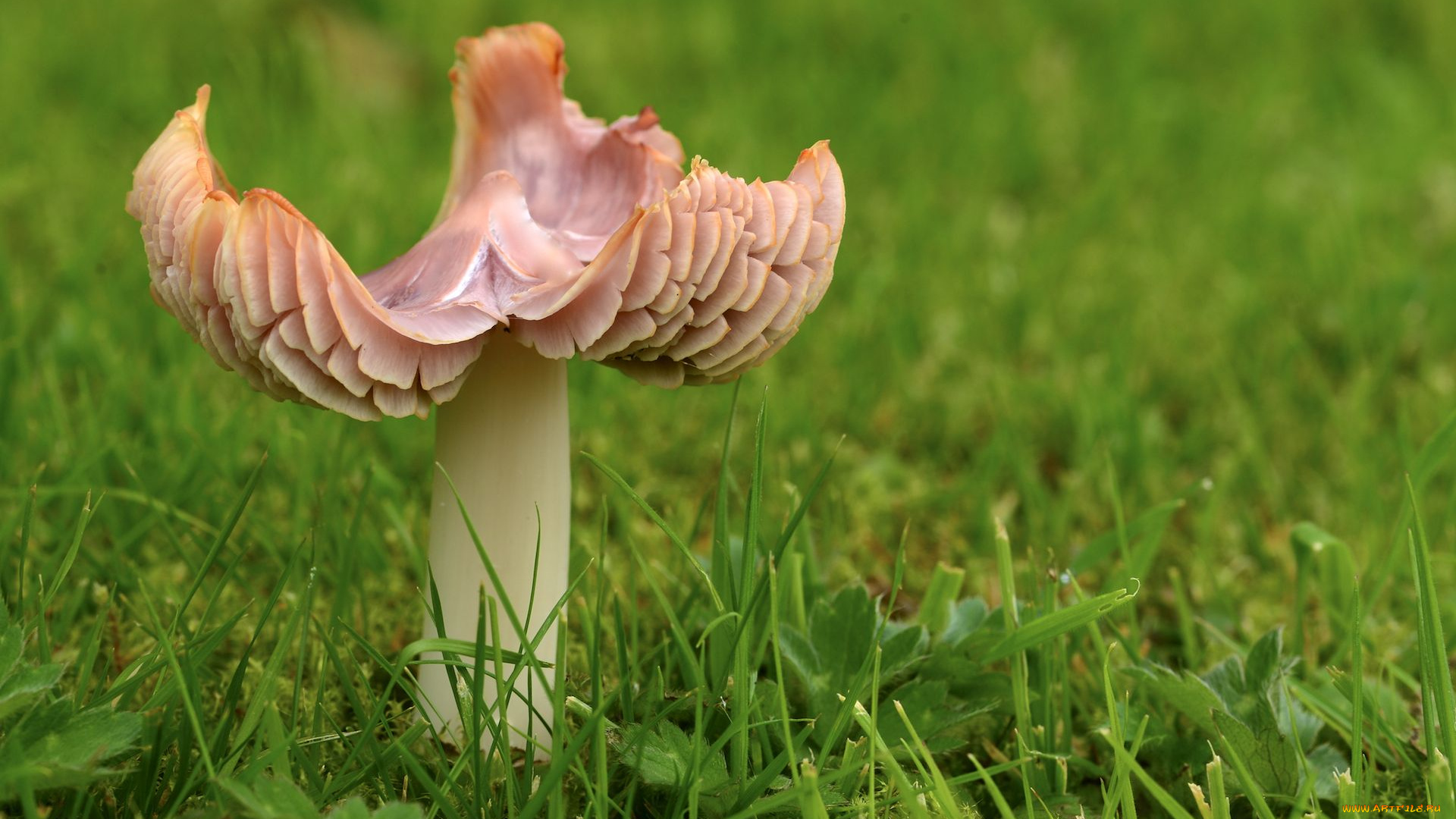 природа, грибы, макро, трава, один, гриб