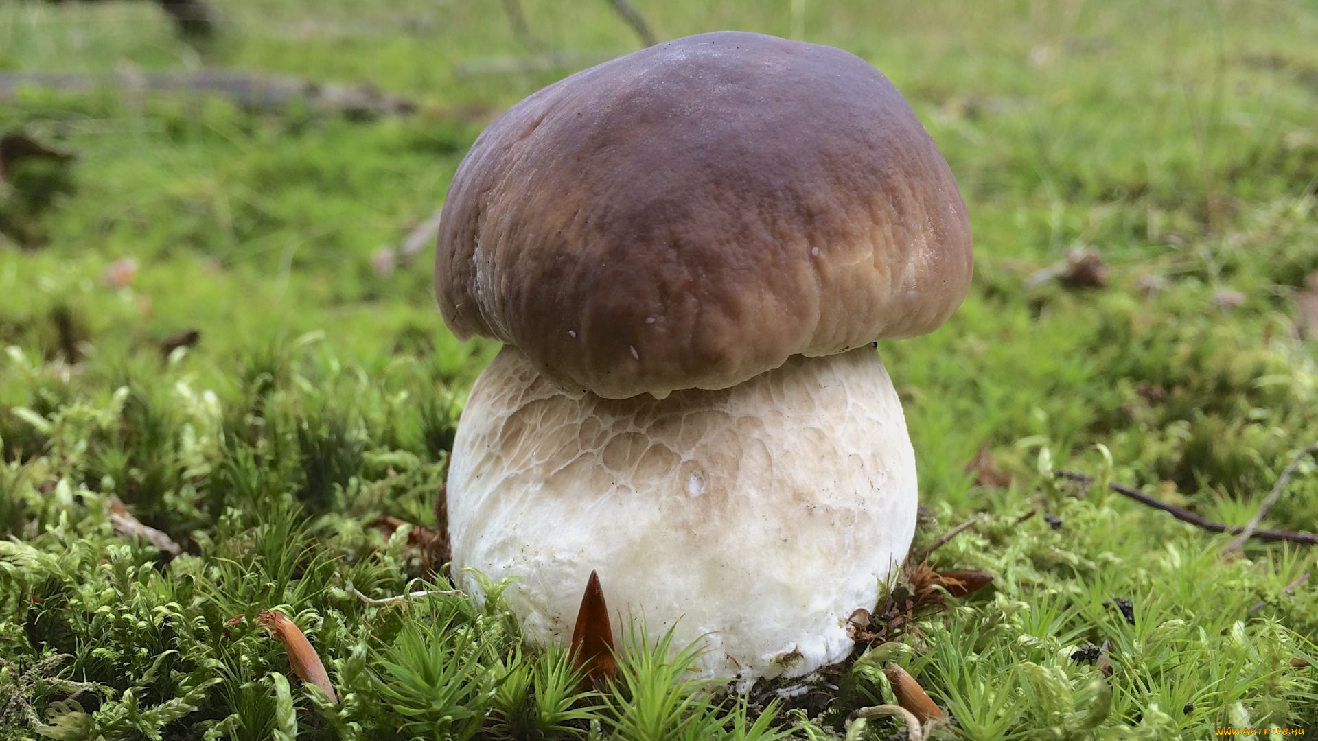 природа, грибы, мох, белый, гриб, трава