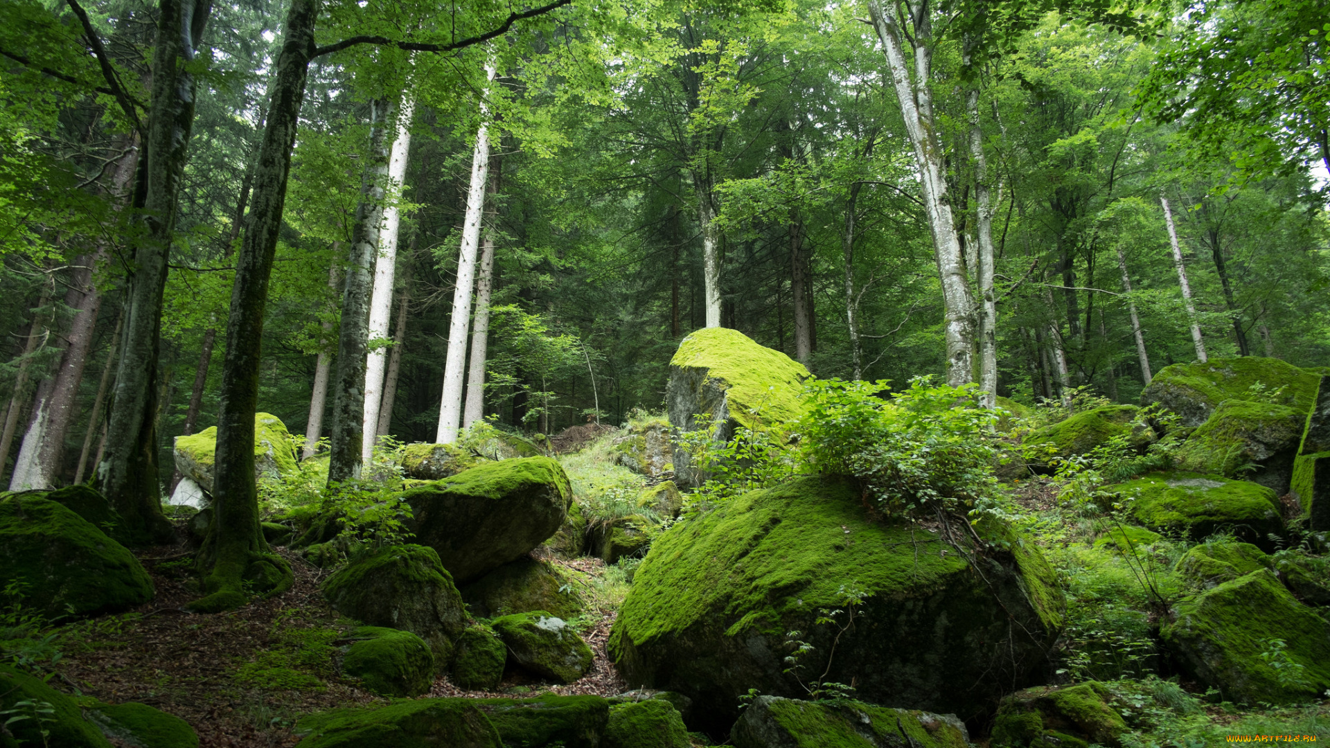 природа, лес, деревья, зелень, мох, камни