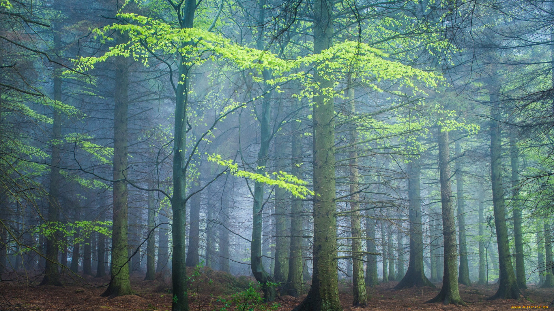 природа, лес, туман, весна