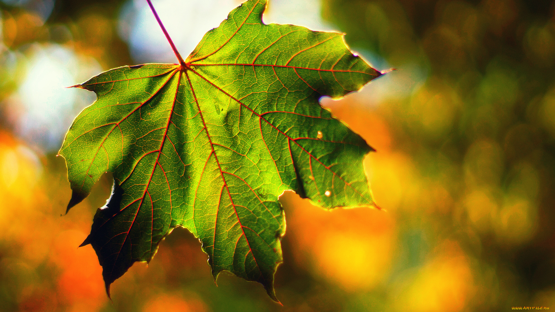 природа, листья, лист