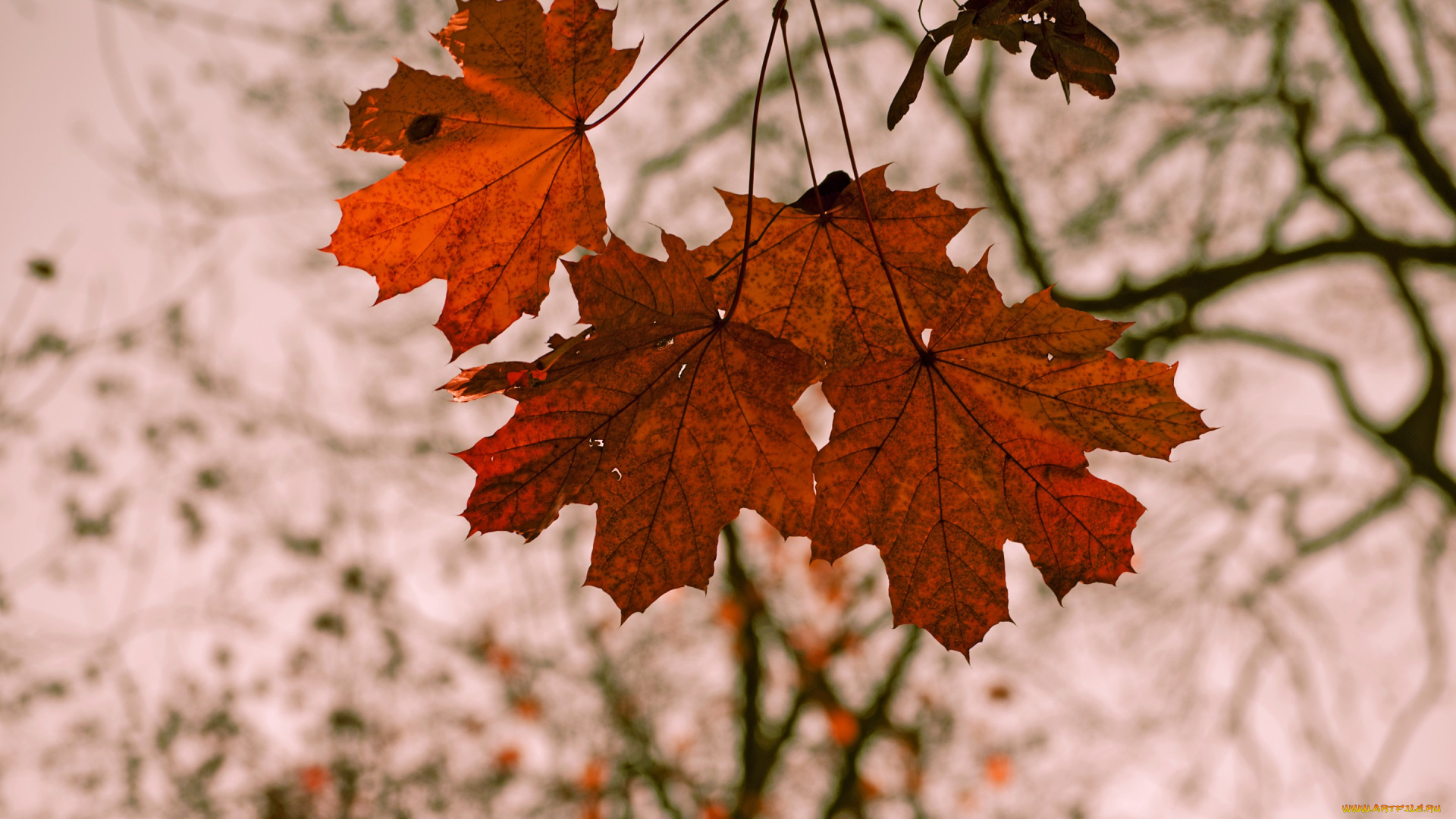 природа, листья, ветка, осень, семена, клен, красные