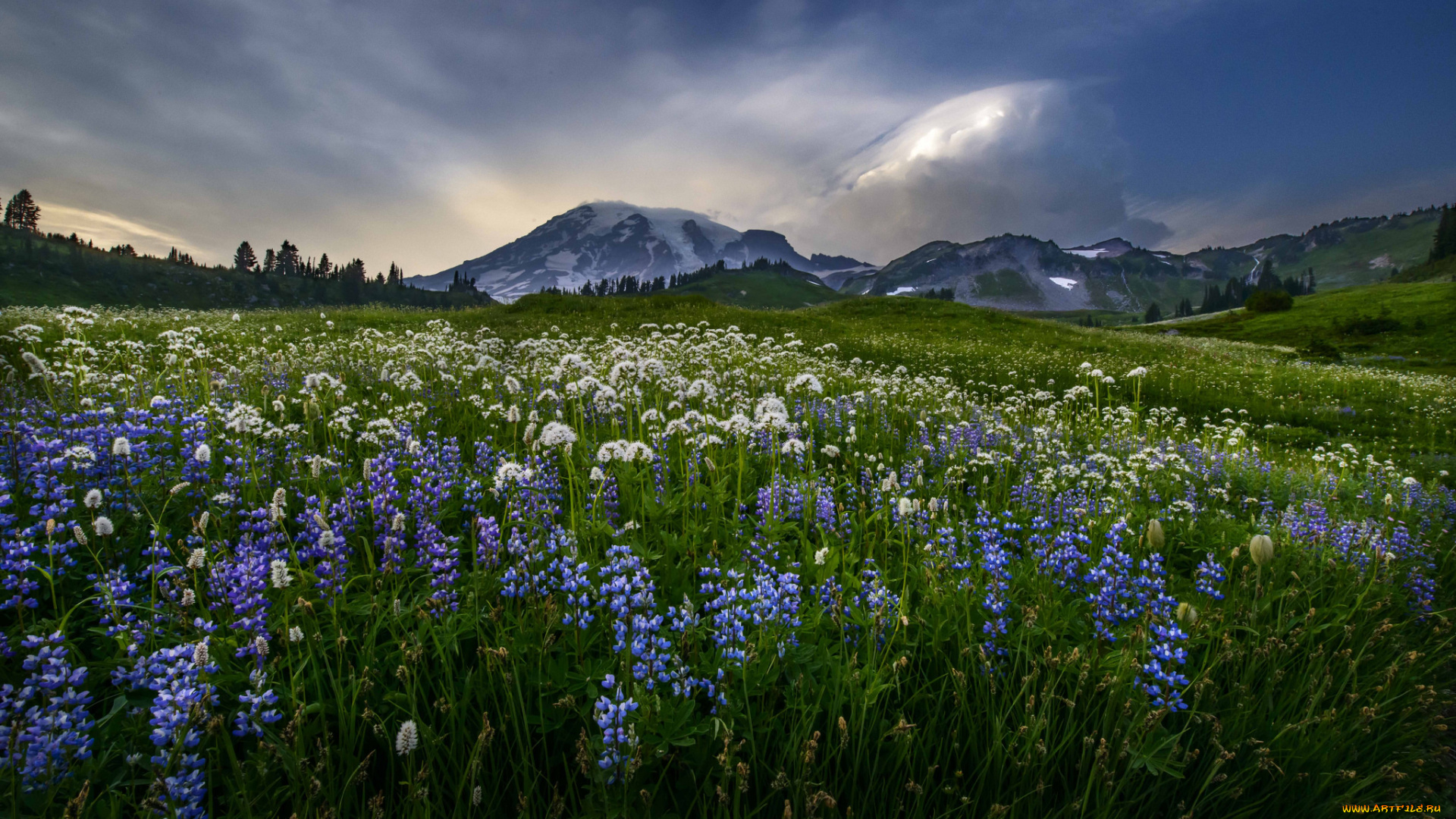природа, луга, горы, луг, цветы
