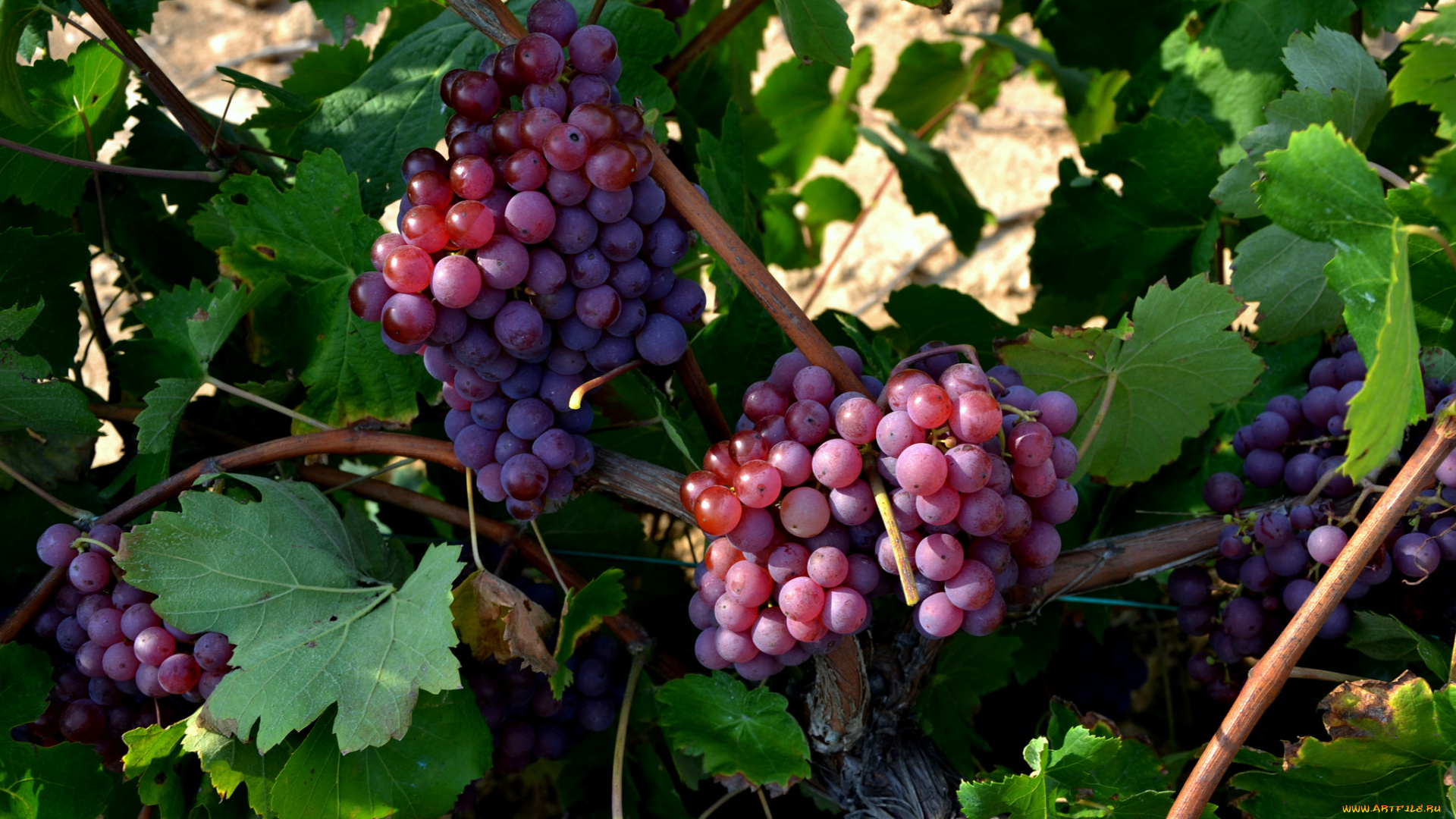 природа, плоды, виноградник, кусты, виноград