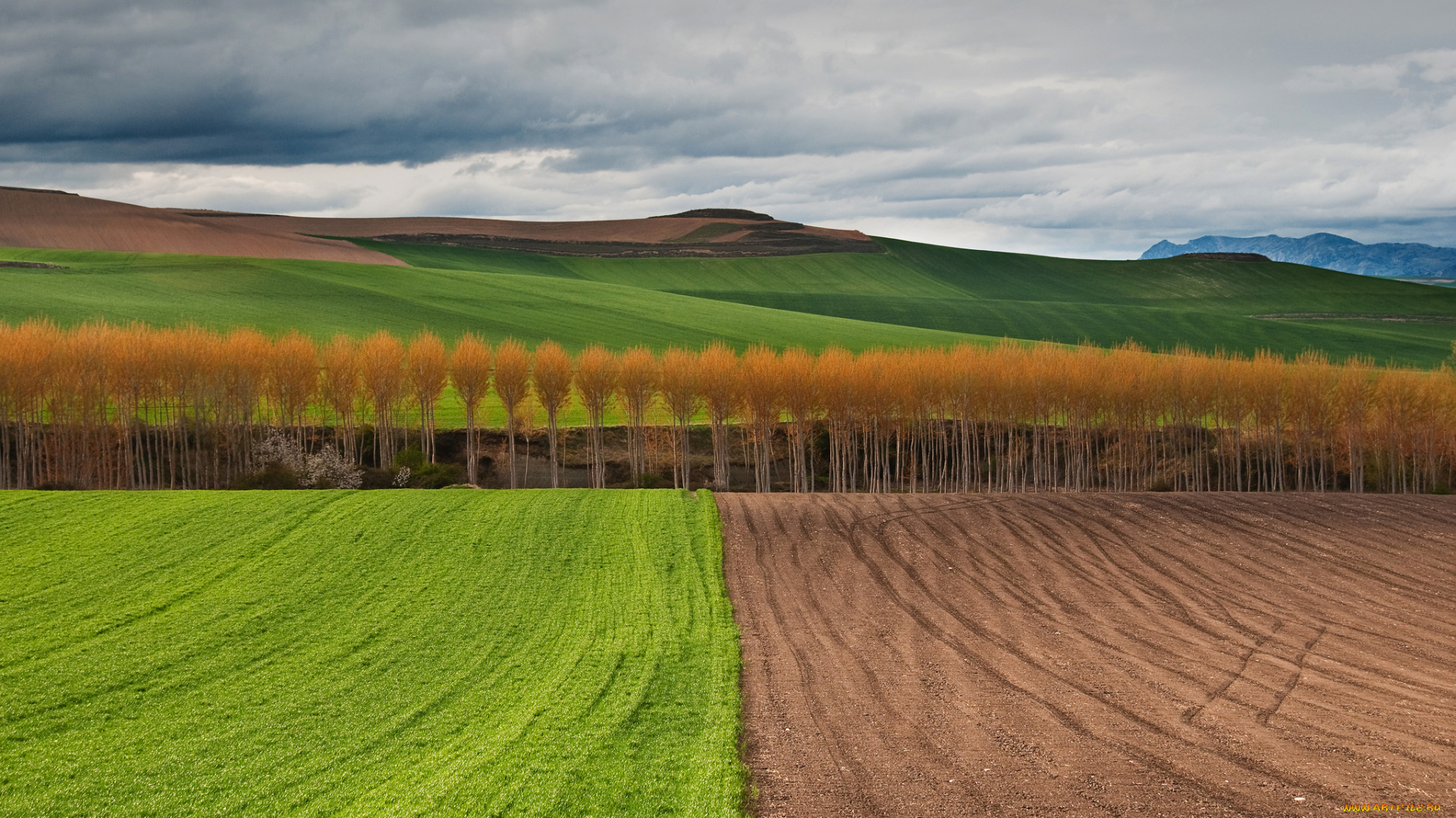 природа, поля, осень, деревья, небо