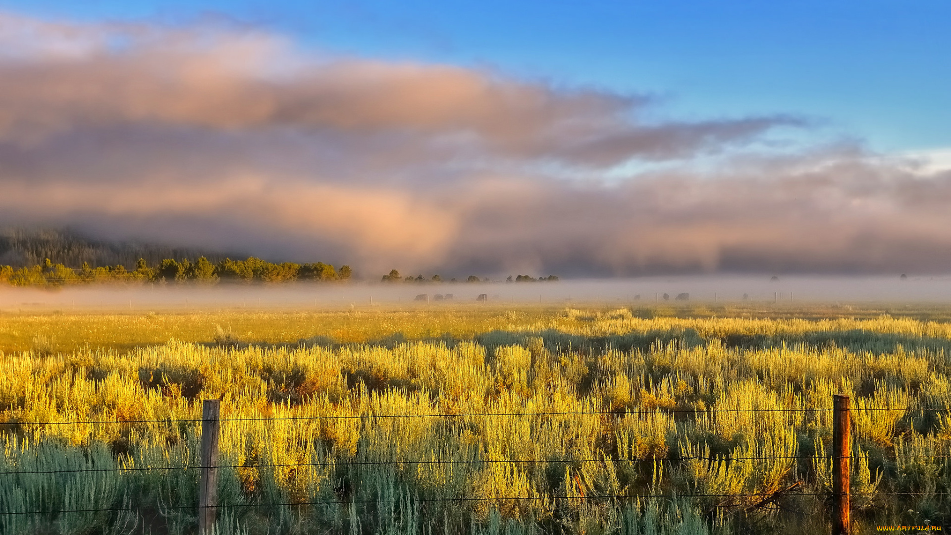 природа, поля, поле, цветы, изгородь, дымка