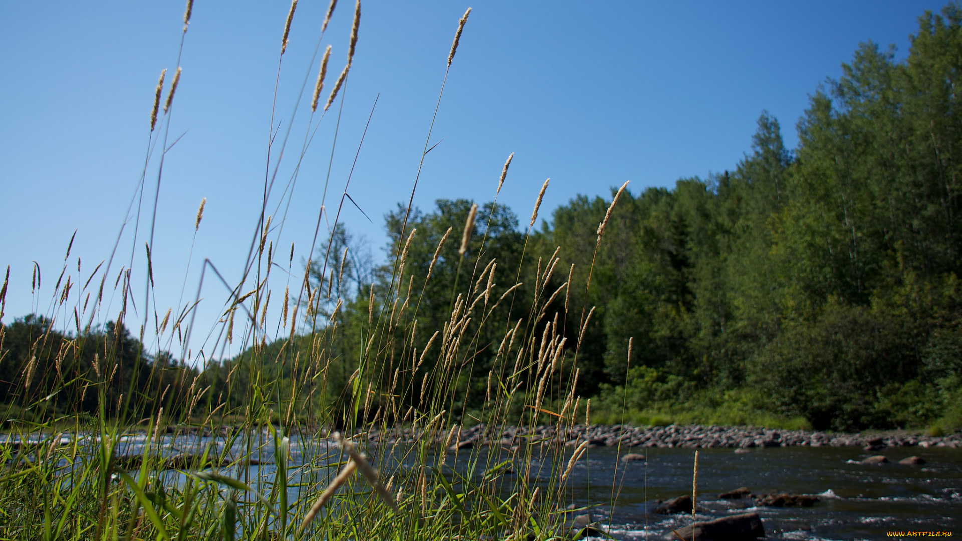 природа, реки, озера, река, трава, небо