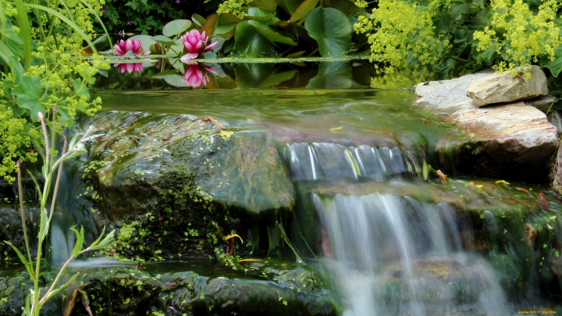 природа, водопады, поток, водопад, кувшинки, цветы