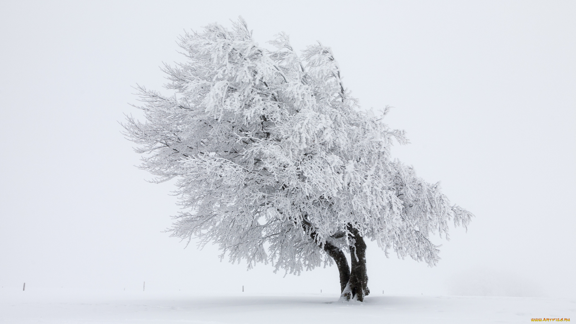 природа, зима, дерево, снег