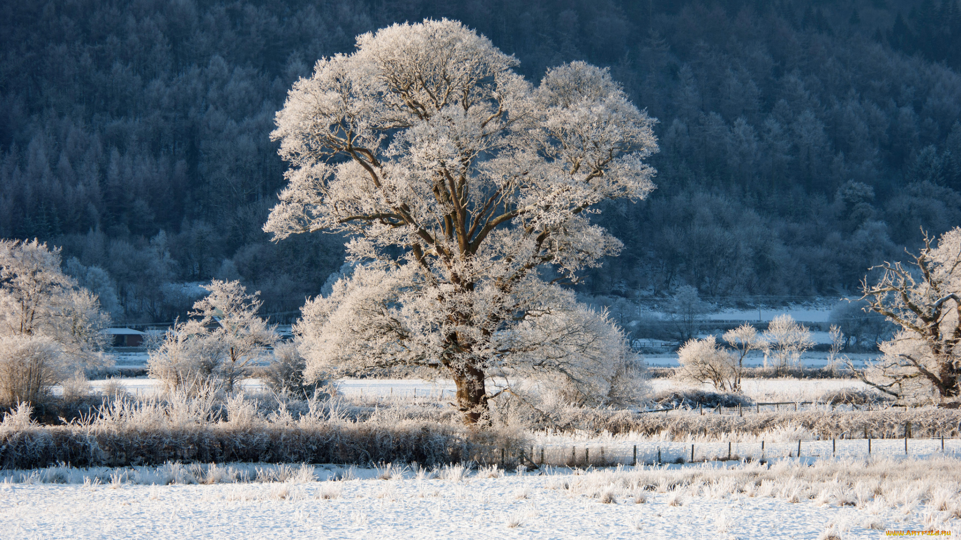 природа, зима, ограда, дерево, кустарник, лес, деревья, склон, холм, снег, иней
